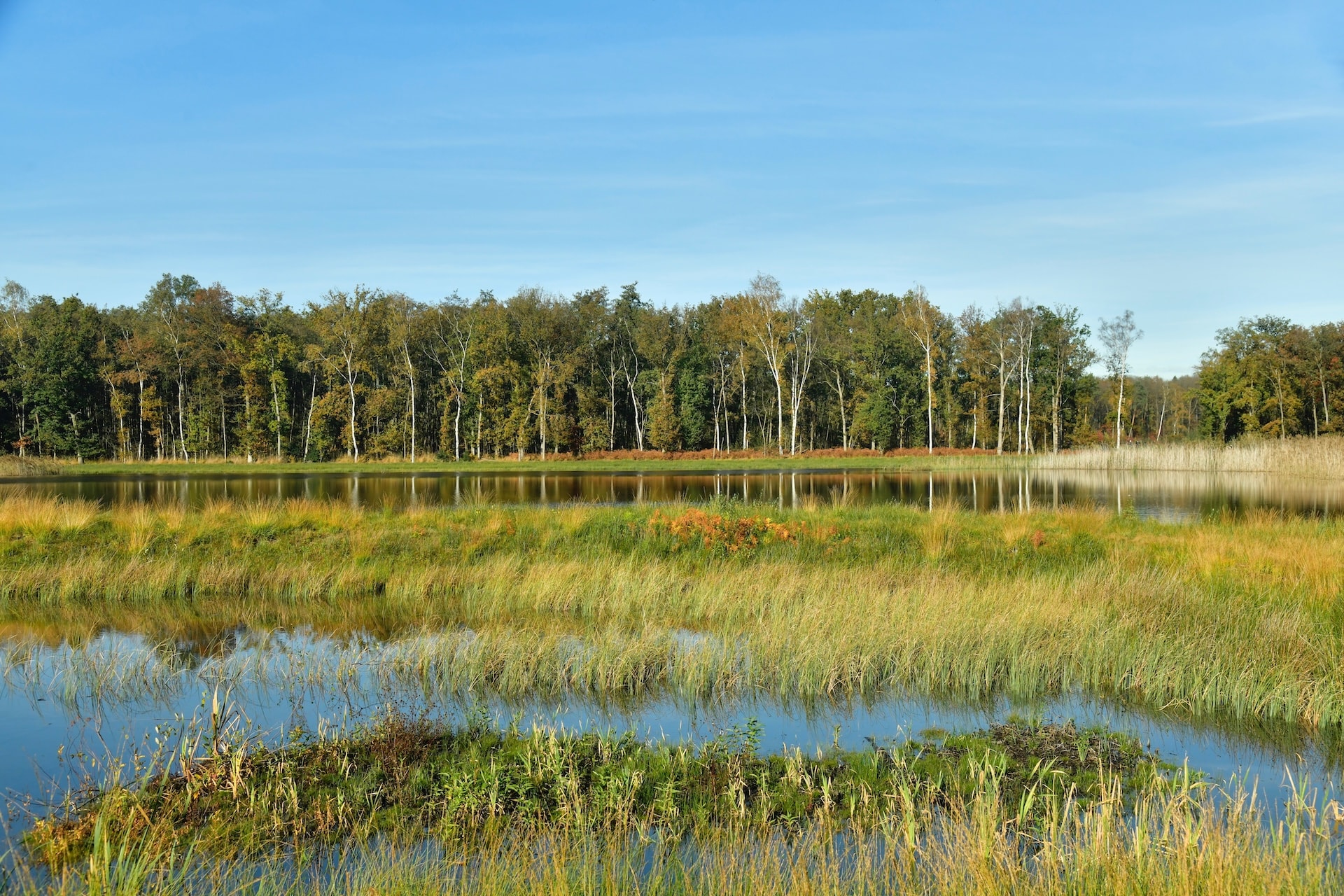 Marshy foreground with tall grasses reflecting in still water, backed by forest under blue sky.