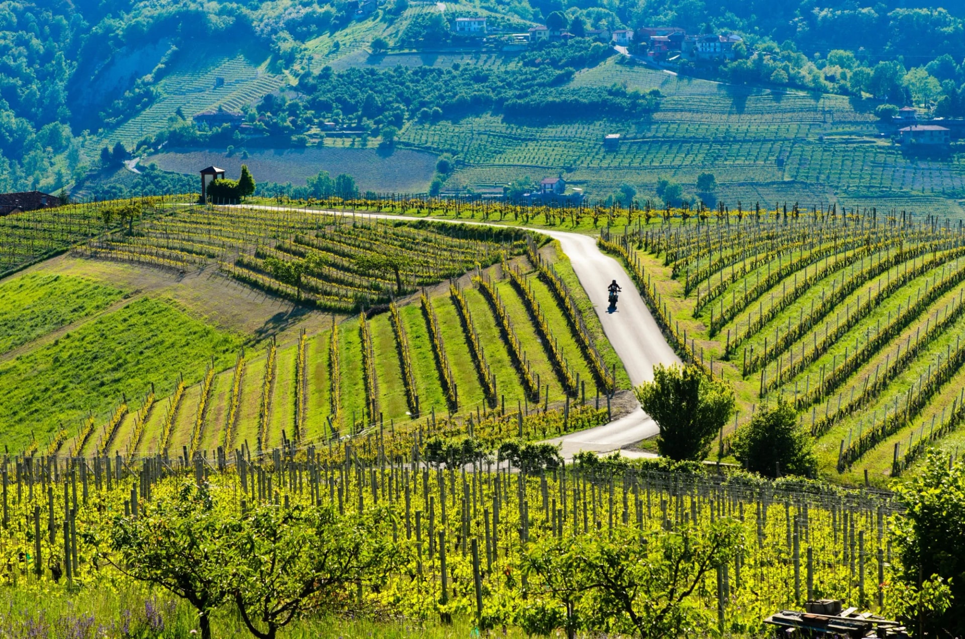 Bike Tour Through The Wine Hills of Piedmont