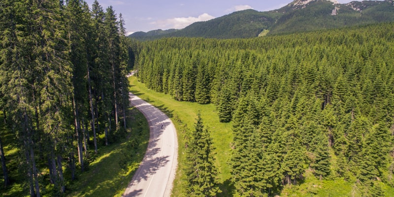 Winding road through dense pine forest on Pokljuka Plateau with mountains in the background.