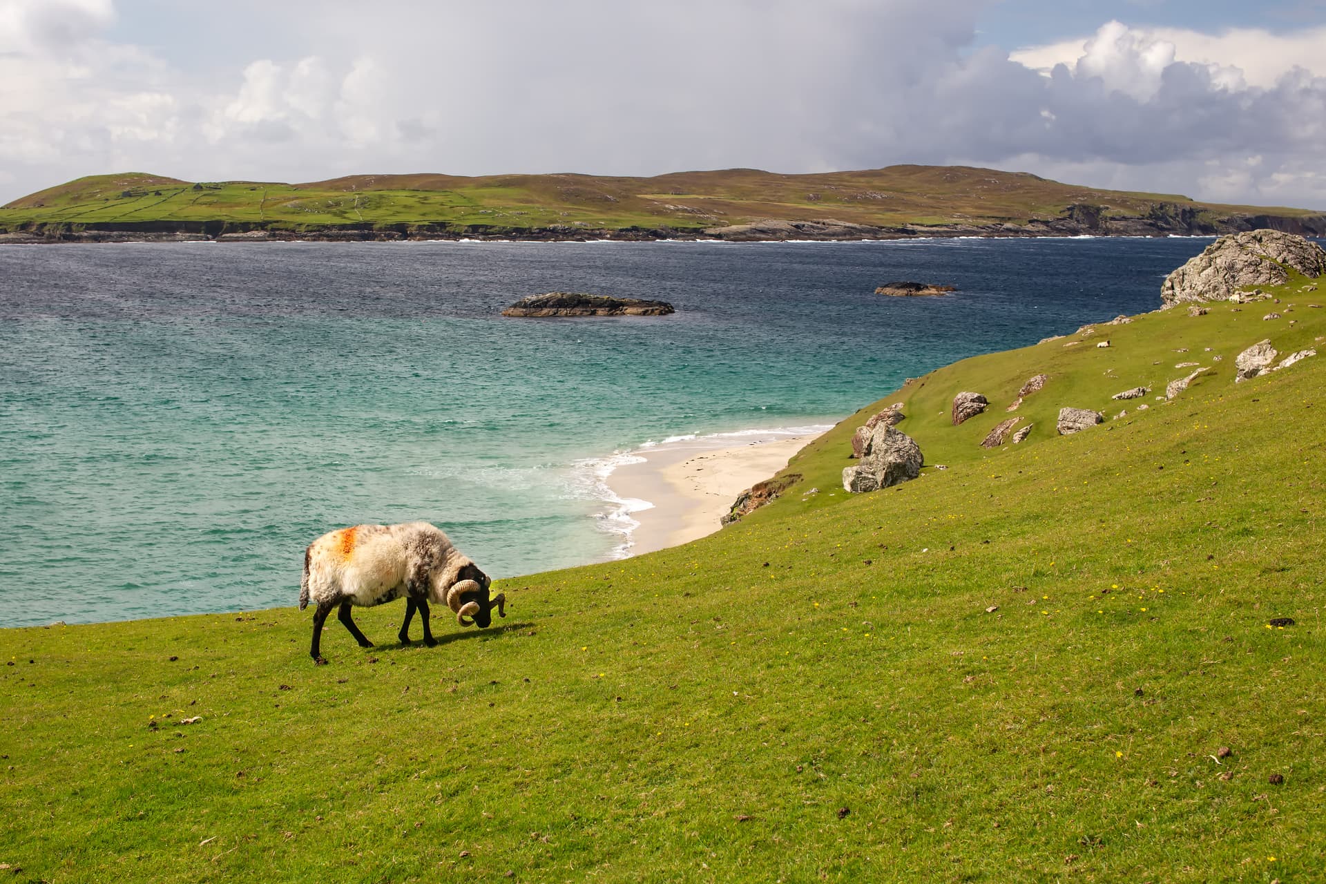 Sheep grazing on green hillside overlooking turquoise coastal water and distant green hills.