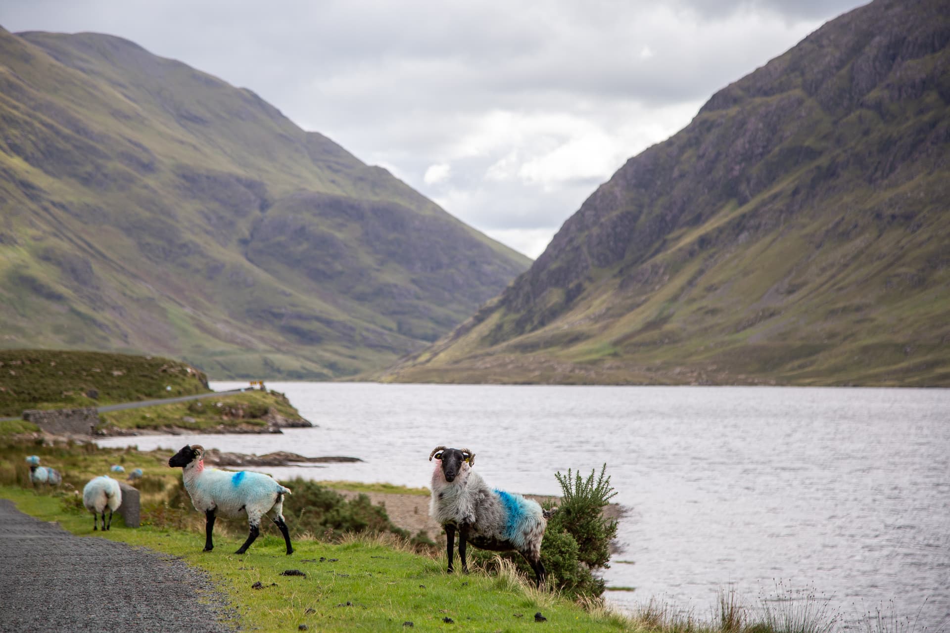 Sheep with blue markings on grassy roadside near Doo Lough lake and green mountains.