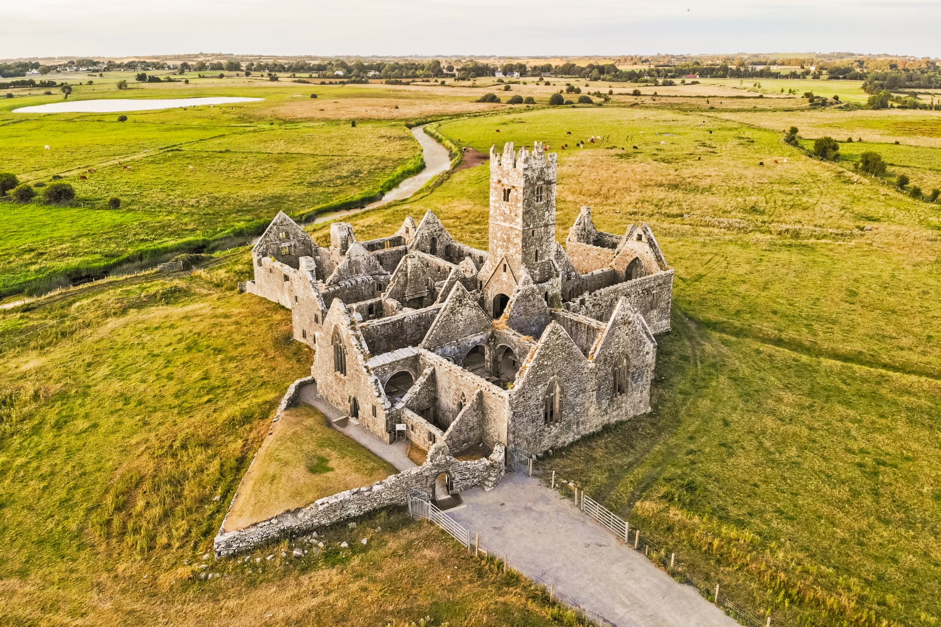 Ruins of Ross Errilly Friary near Headford surrounded by green and gold fields with cattle grazing.