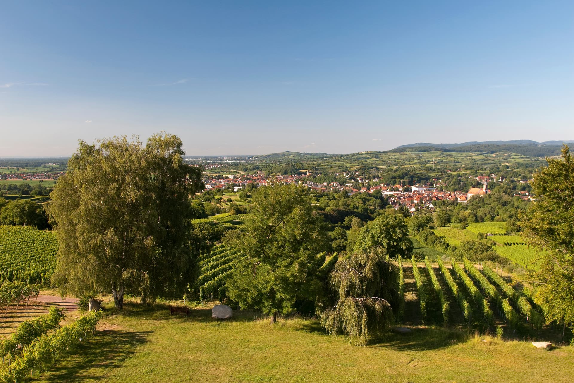 Vineyard view overlooking a town nestled in green rolling hills under a clear blue sky.