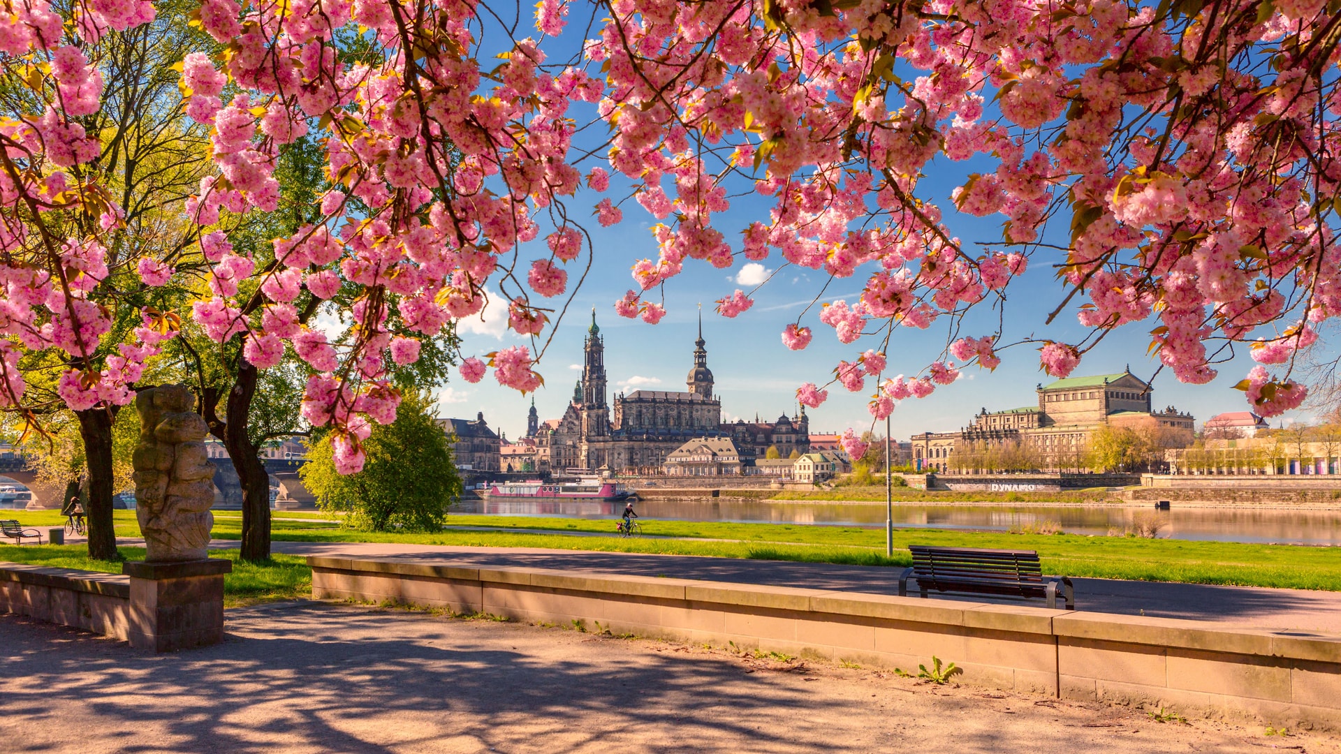 Dresden skyline with historic buildings seen through bright pink cherry blossoms in spring.