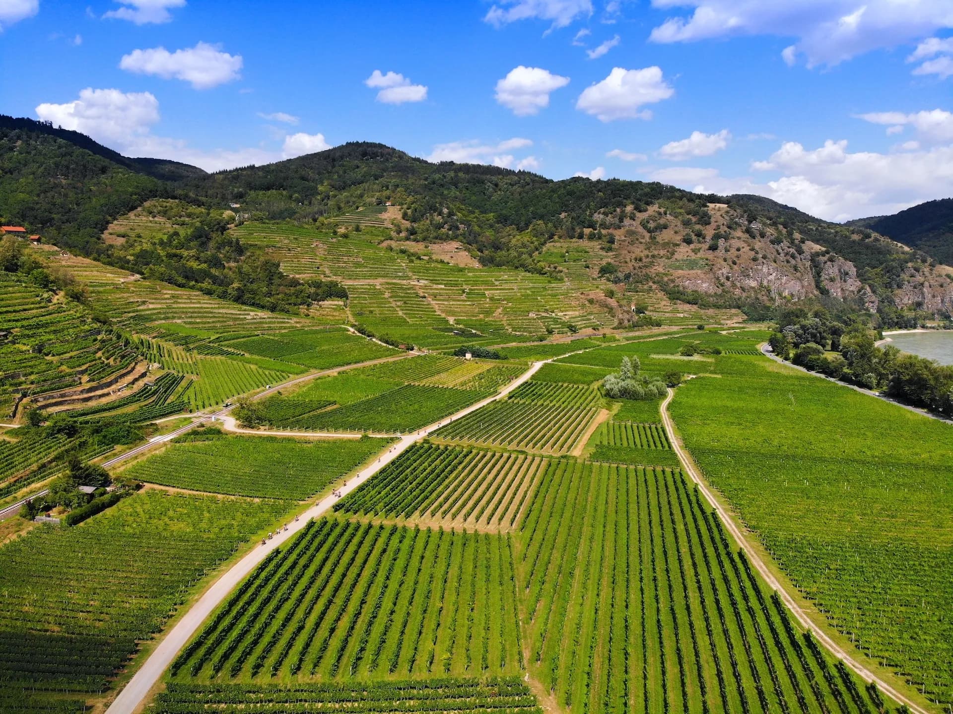 Terraced vineyards in austria