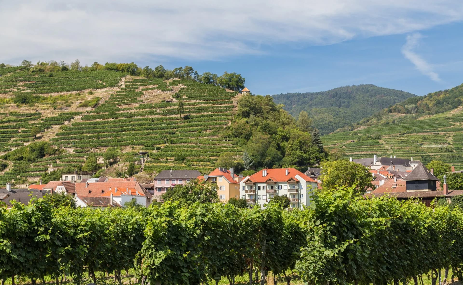 Wachau vineyards