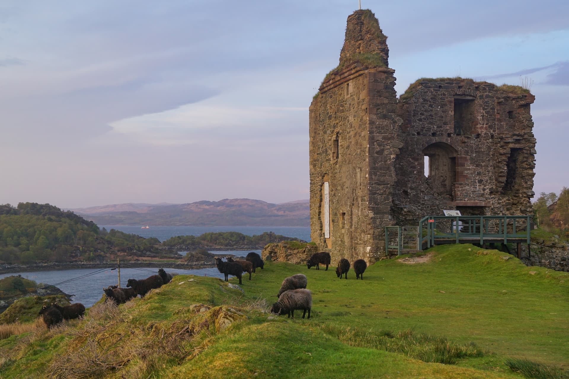 Ruins of Tarbert Castle with black sheep grazing on green grass overlooking the sea.