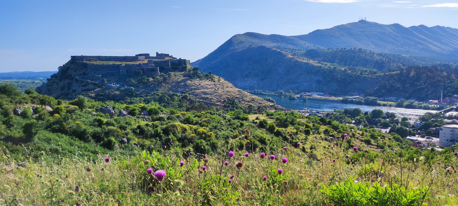 Rozafa Castle overlooking Shkoder, river, and mountains from a hillside with purple thistles.