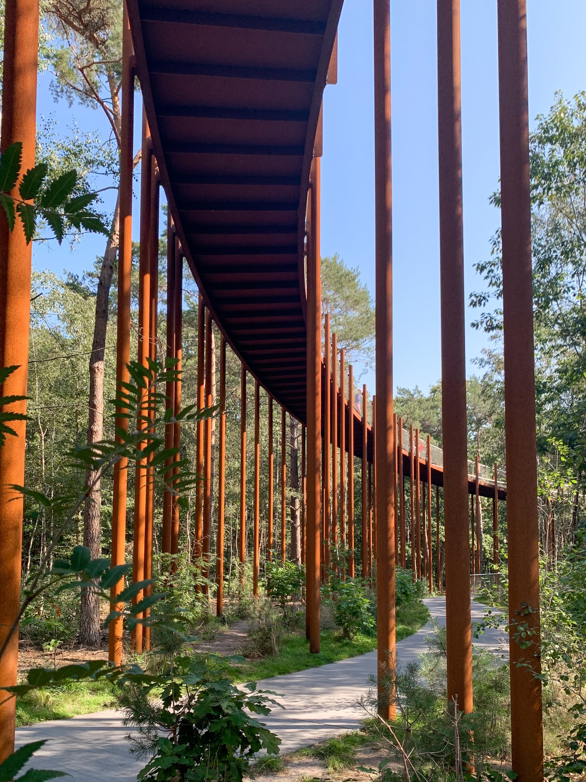Elevated walkway supported by rusted columns through a dense green forest under a clear blue sky.