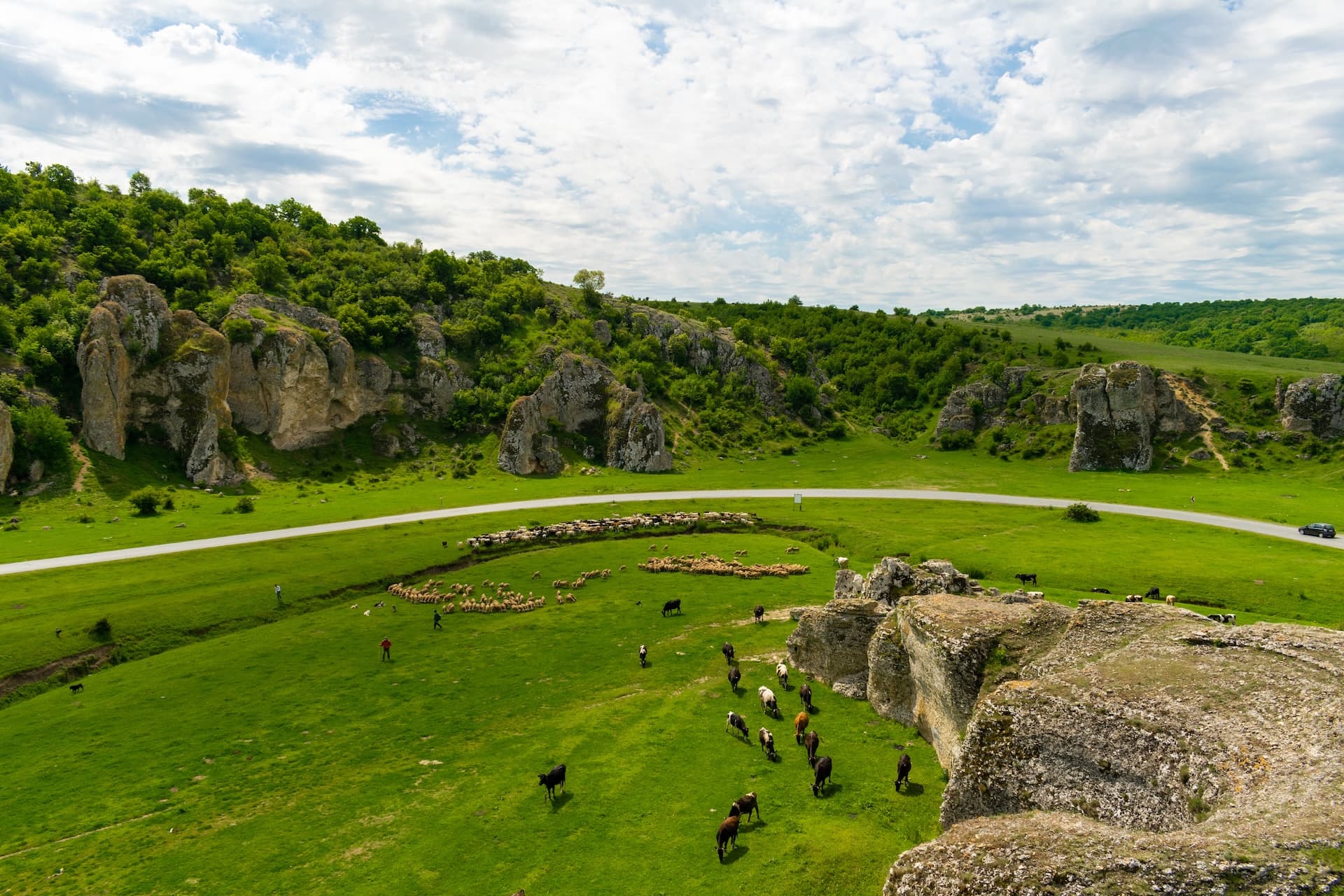 Cattle and sheep grazing in green valley with rocky outcrops near road in Dobrogea Gorges area, Romania.