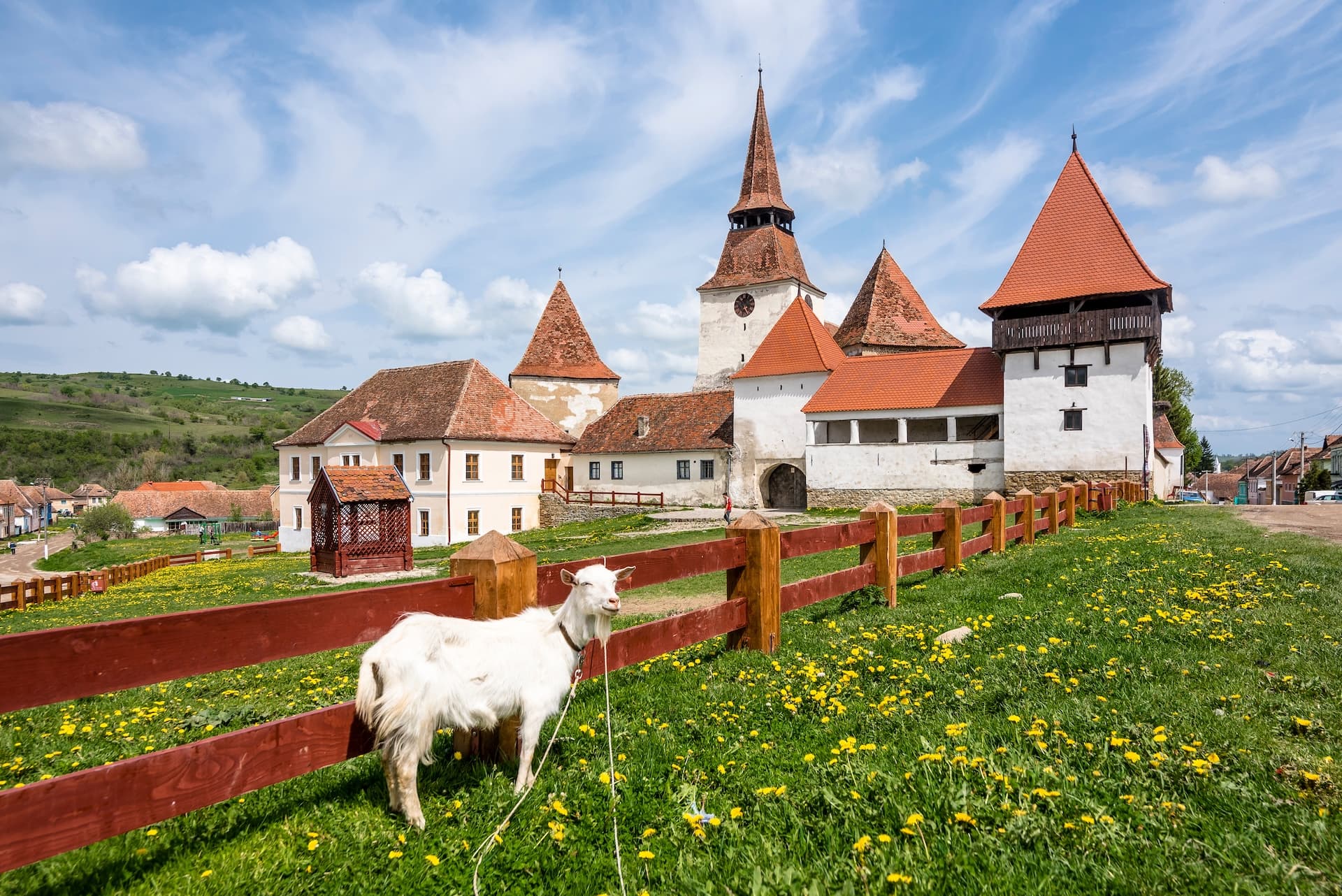 White goat in a field of dandelions before a fortified church in Transylvania, Romania.