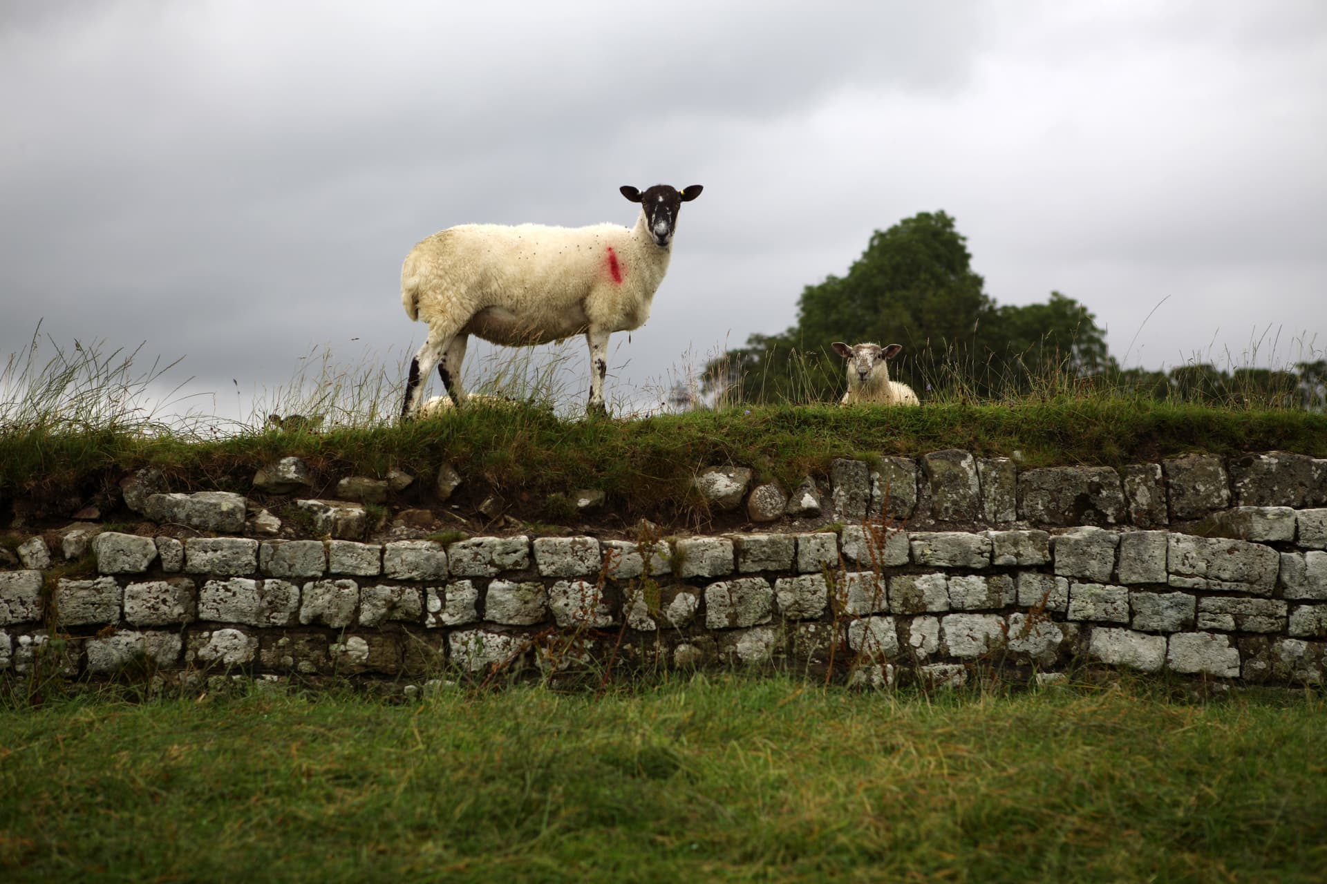 Sheep standing on Hadrian's Wall stone structure under a cloudy sky.