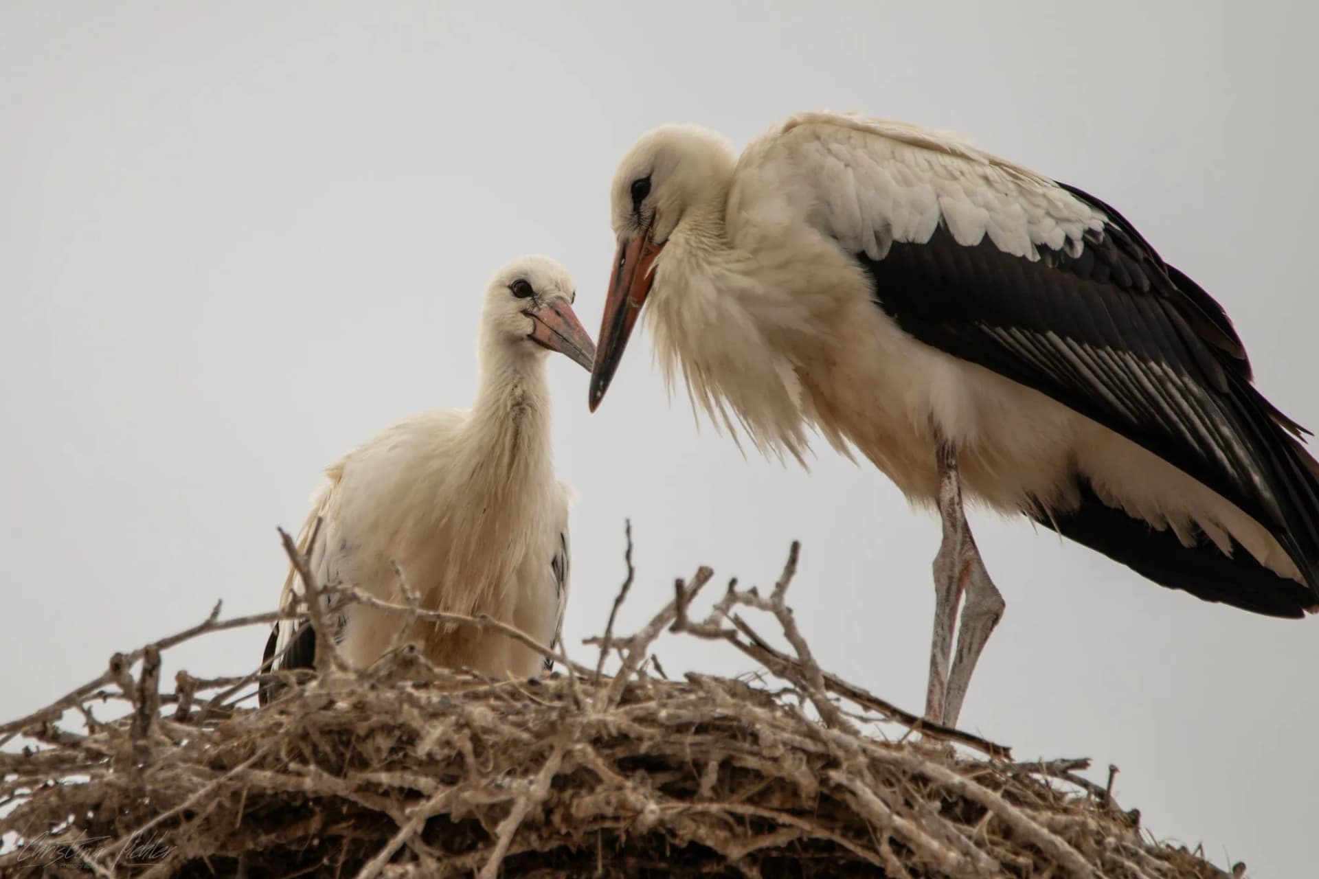 Stork neusiedl lake rust