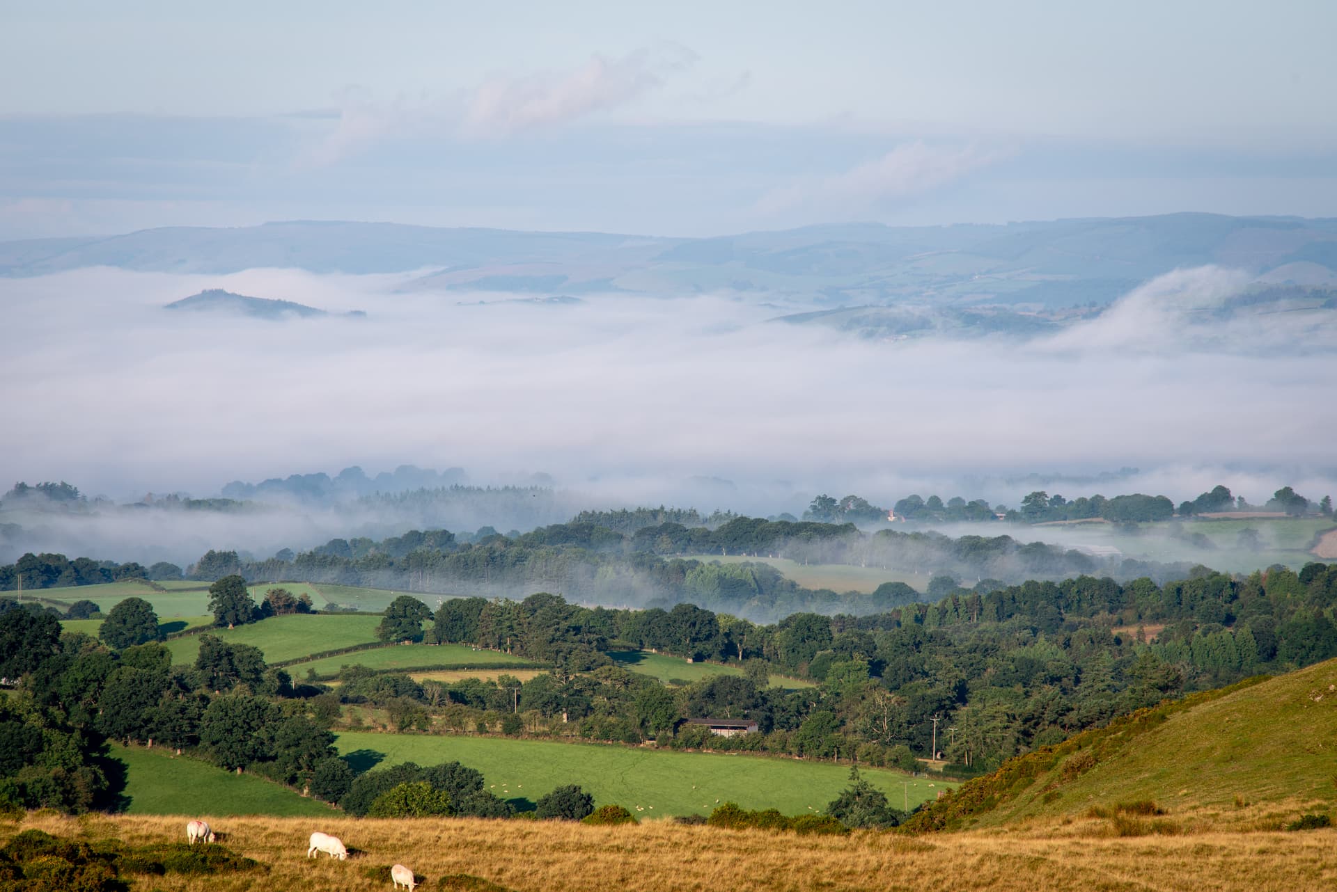 Sheep grazing on grassy hill above valley filled with low-lying morning mist near Builth Wells.