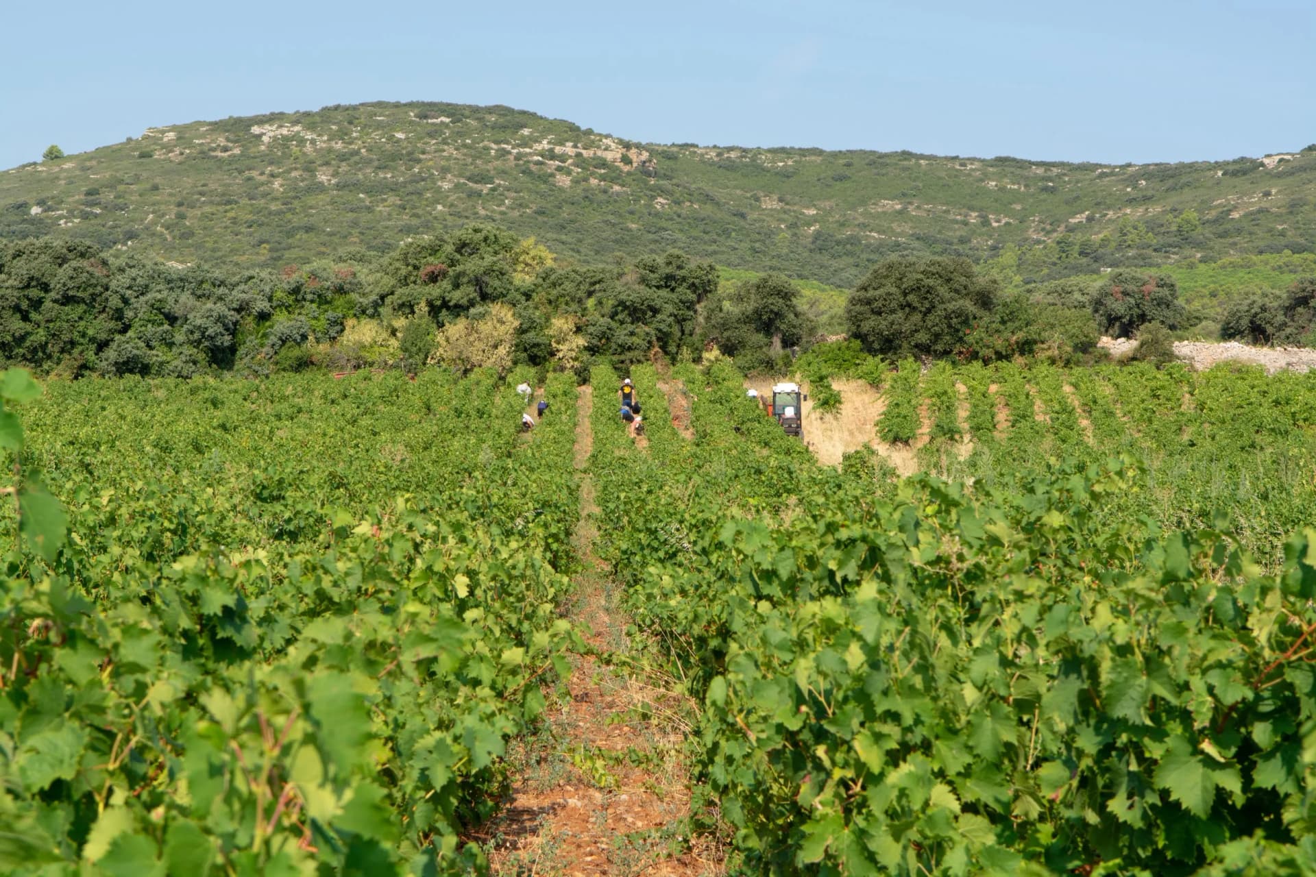 Workers harvesting white wine grapes in a vineyard with a tractor and green hills in South France.