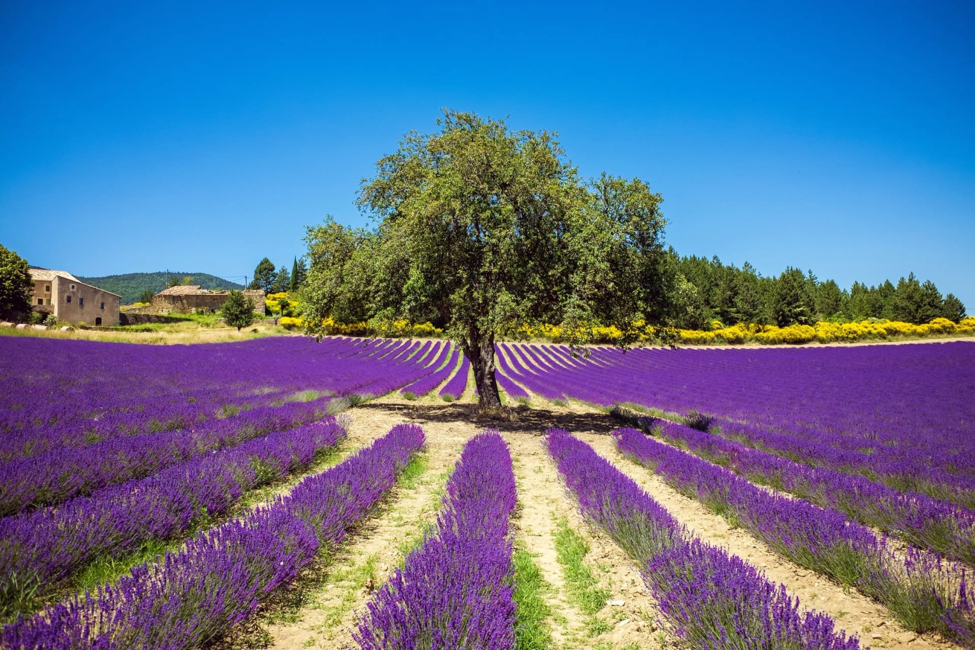 Lavender field rows under bright blue sky with a tree and stone buildings in Provence.