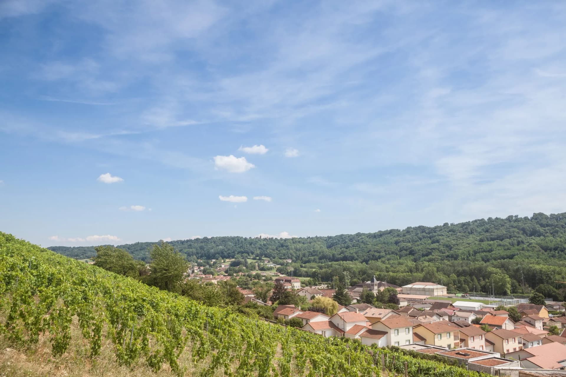 Vineyard overlooking Saint-Savin village in Isère, France, with wooded hills under a blue sky.