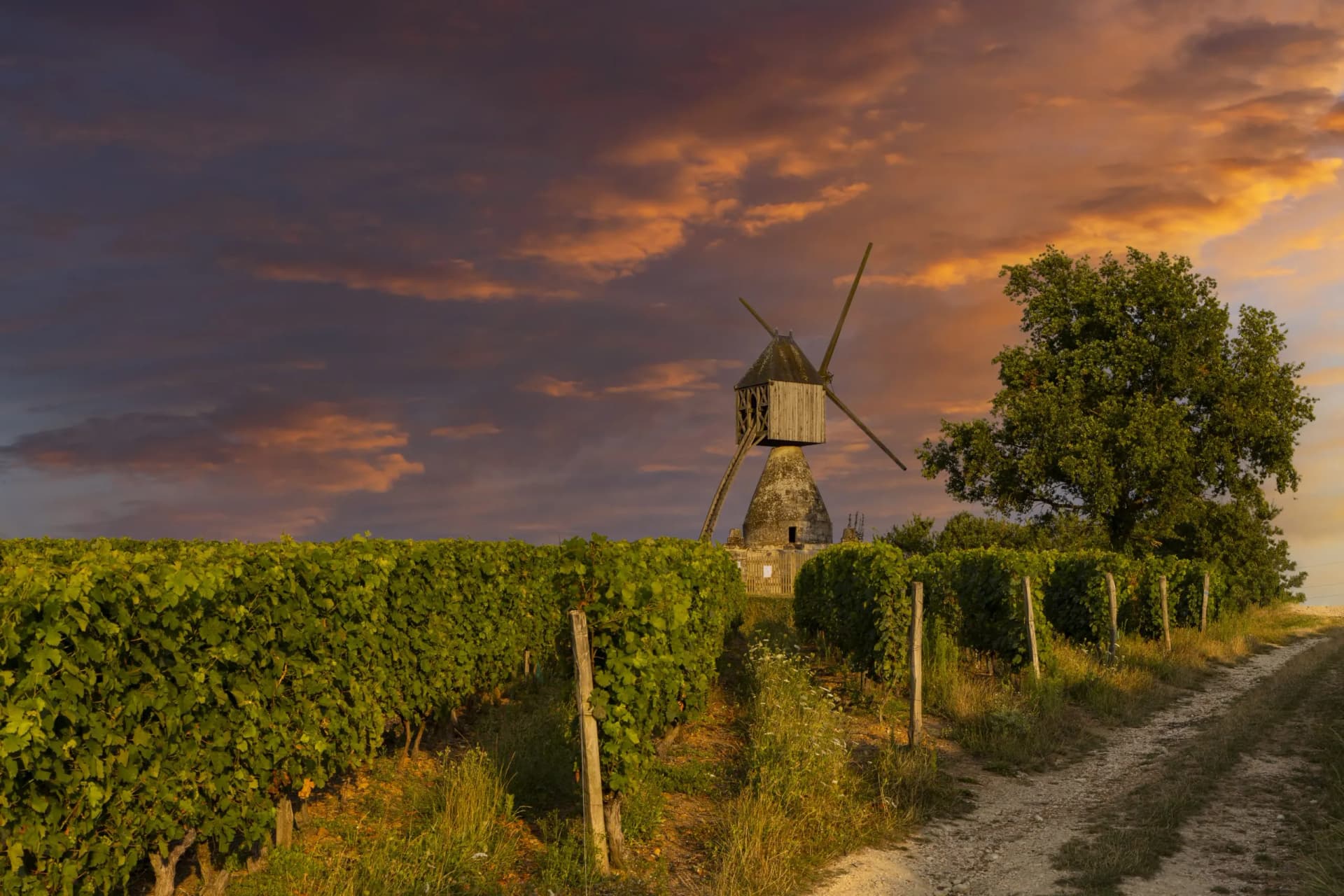 Windmill near Montsoreau vineyard rows at sunset in Pays de la Loire, France.