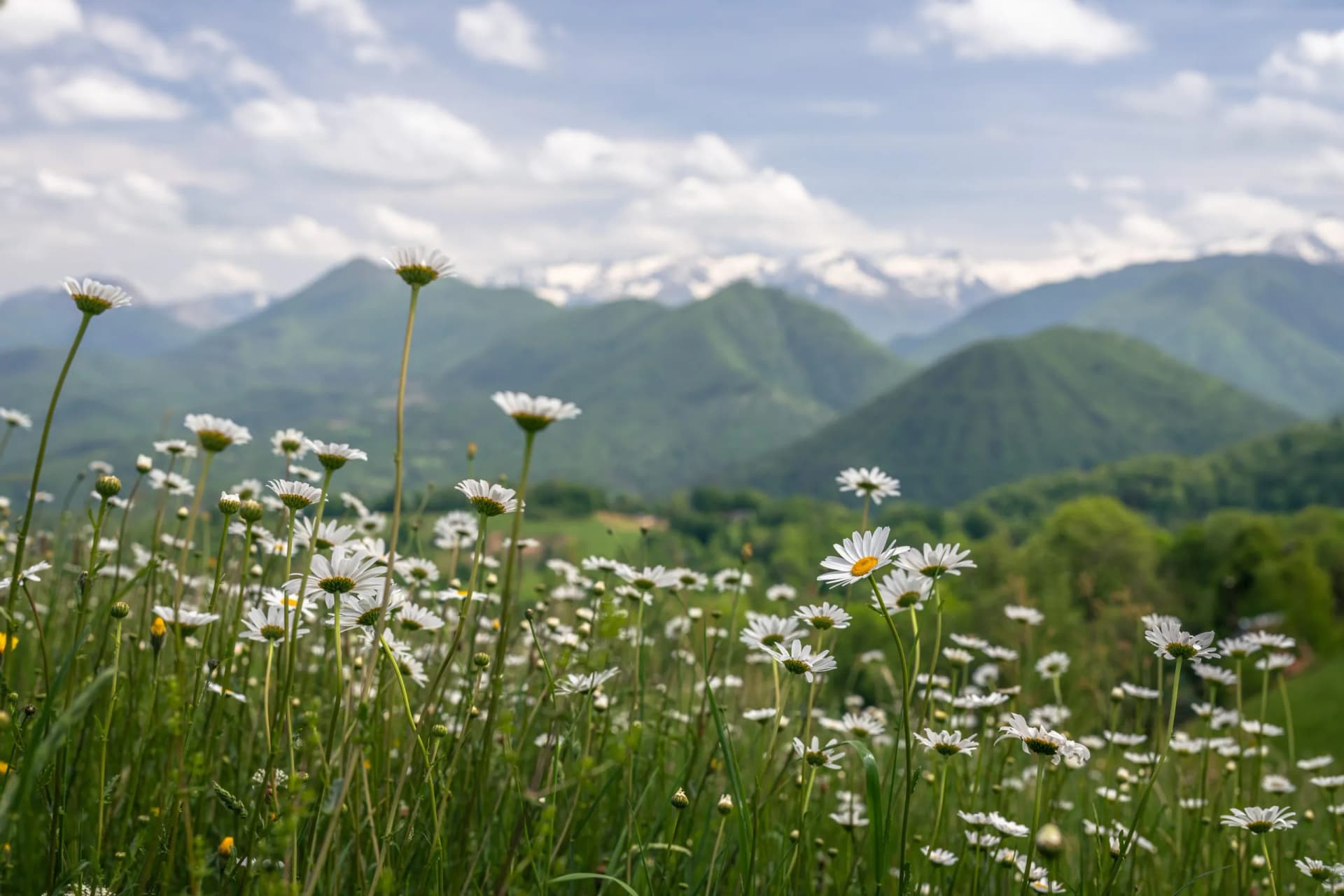 Field of daisies with green hills and snow-capped Pyrenees mountains in background