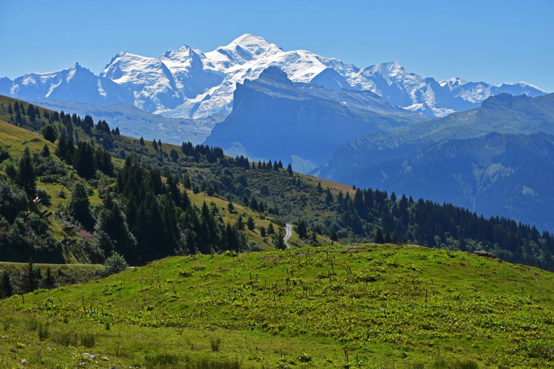 Snow-capped mountain range over green alpine meadow and pine forest under blue sky
