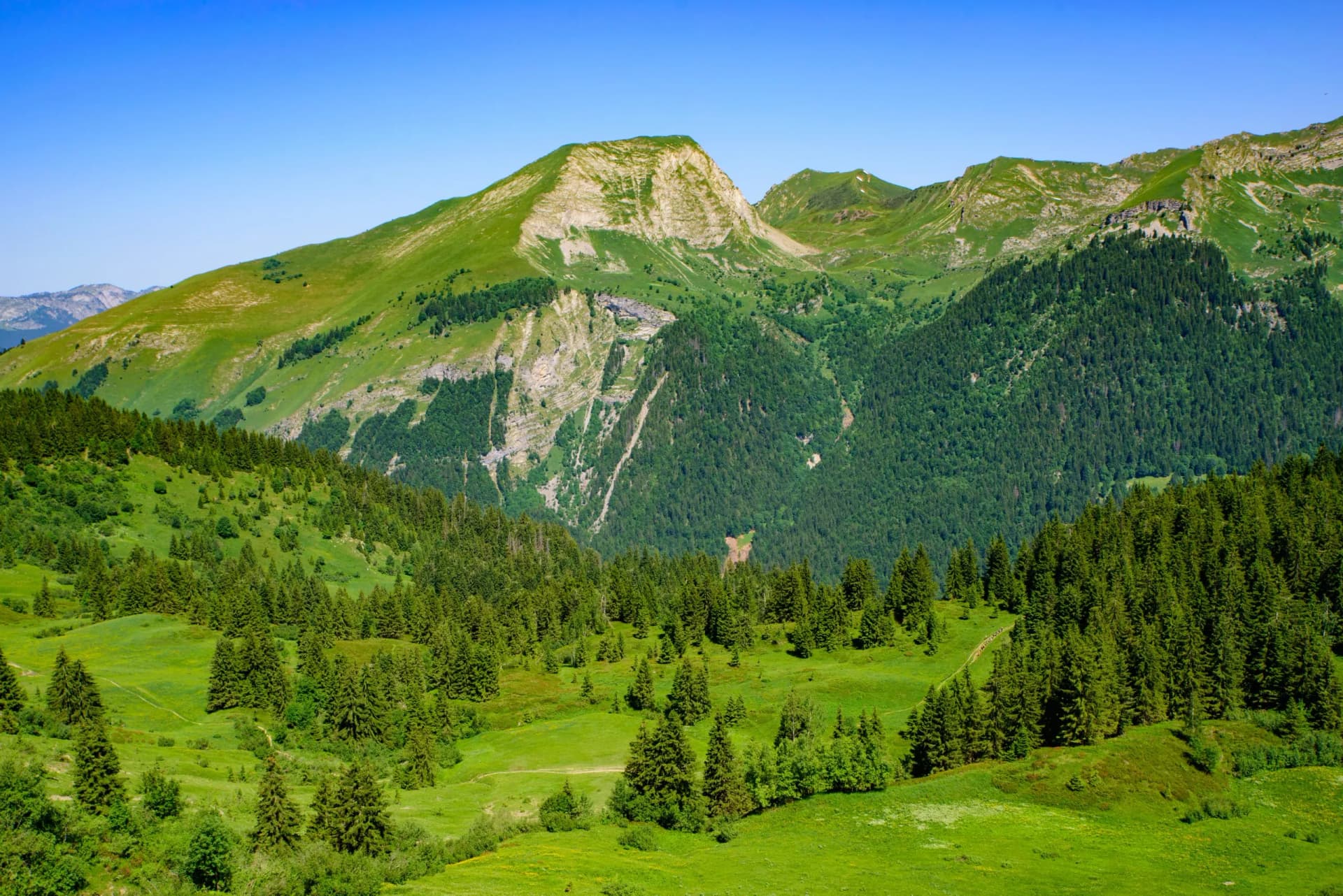 Summer landscape of green alpine meadows and dense pine forests in Portes du Soleil, France.