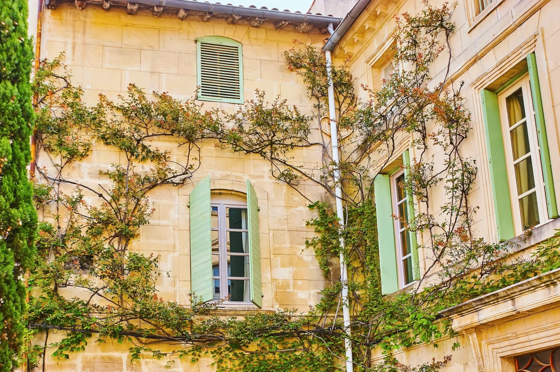 Stone house wall in Tarascon with climbing vines and light green shutters next to a tall cypress tree.