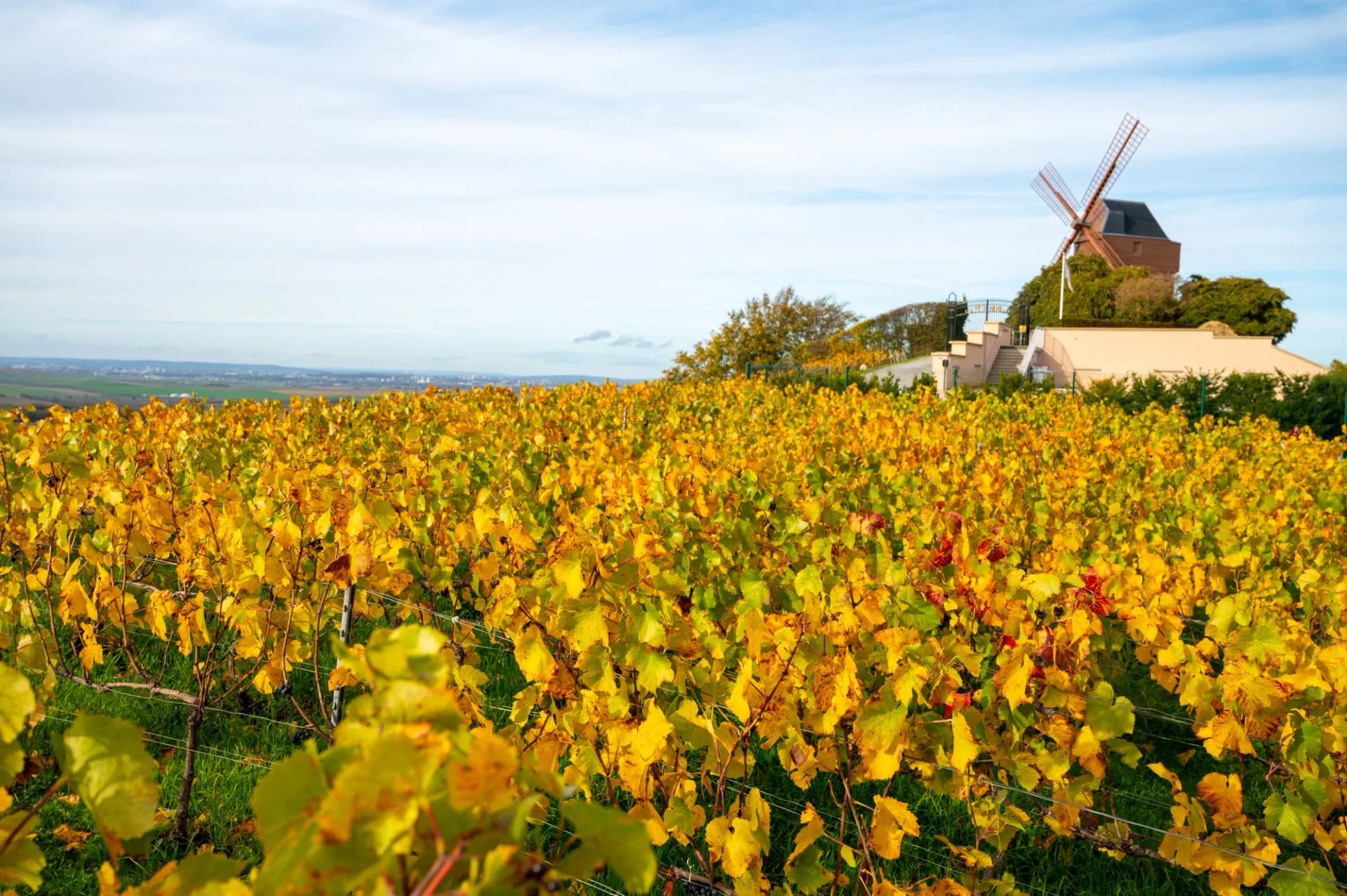 Vineyard with bright yellow autumn leaves and the Verzenay Windmill in the background.