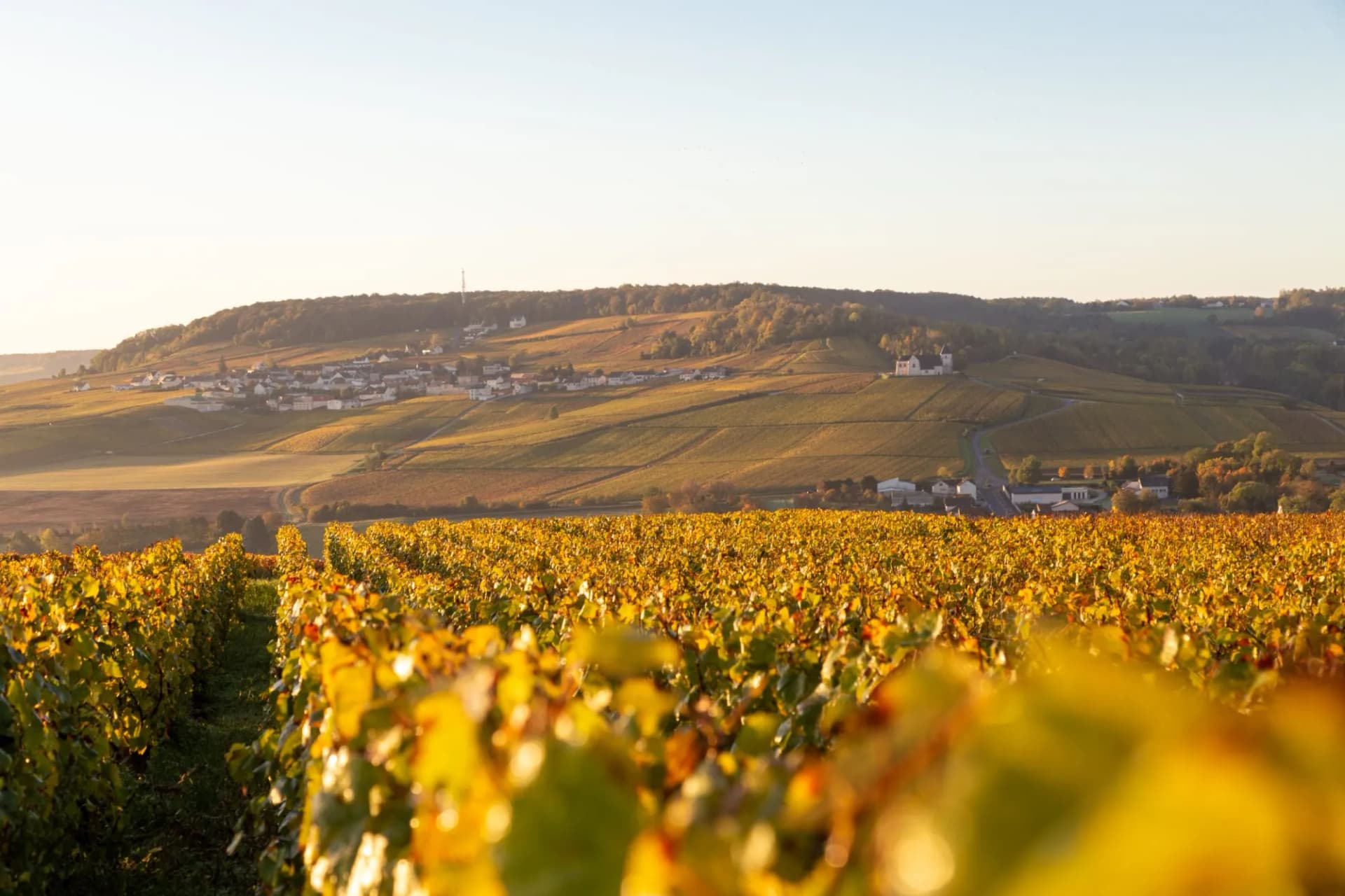 Vineyard rows with golden autumn leaves overlooking a village on rolling hills in Vinay-et-Moussy.