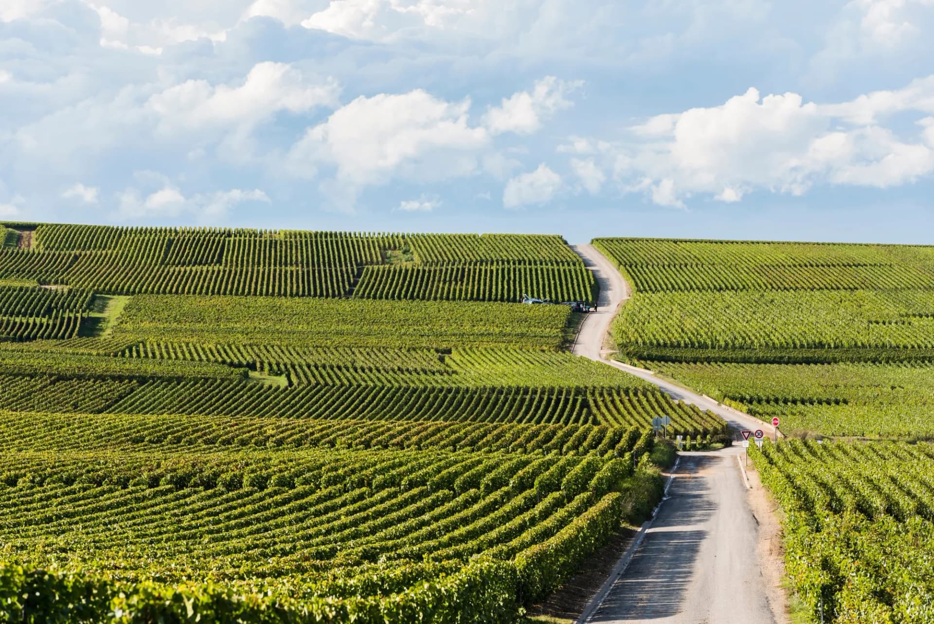 Vineyard rows line a winding road under a cloudy blue sky on the road to Reims.