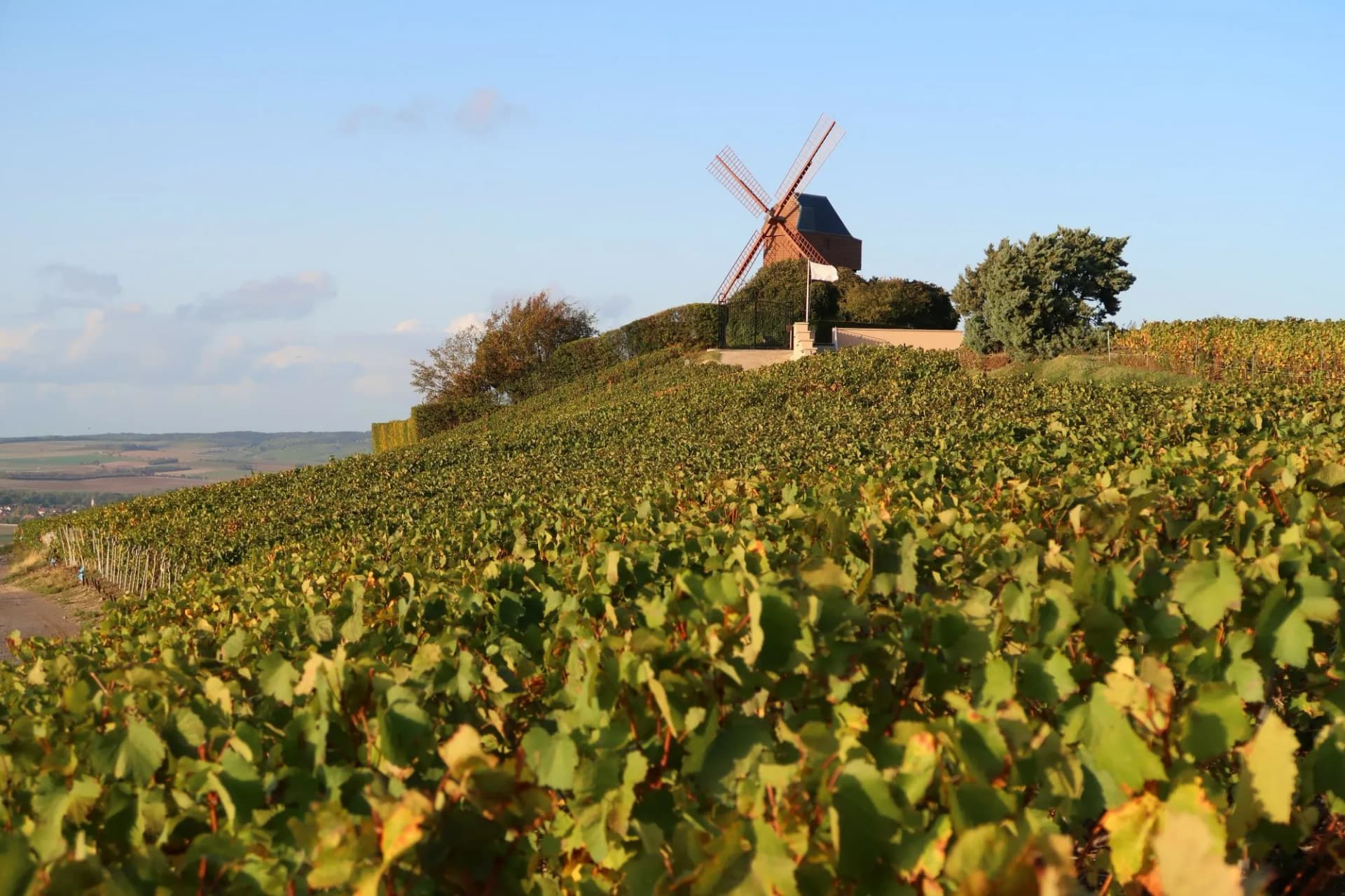 Windmill atop a hill overlooking Verzenay vineyards under a clear blue sky