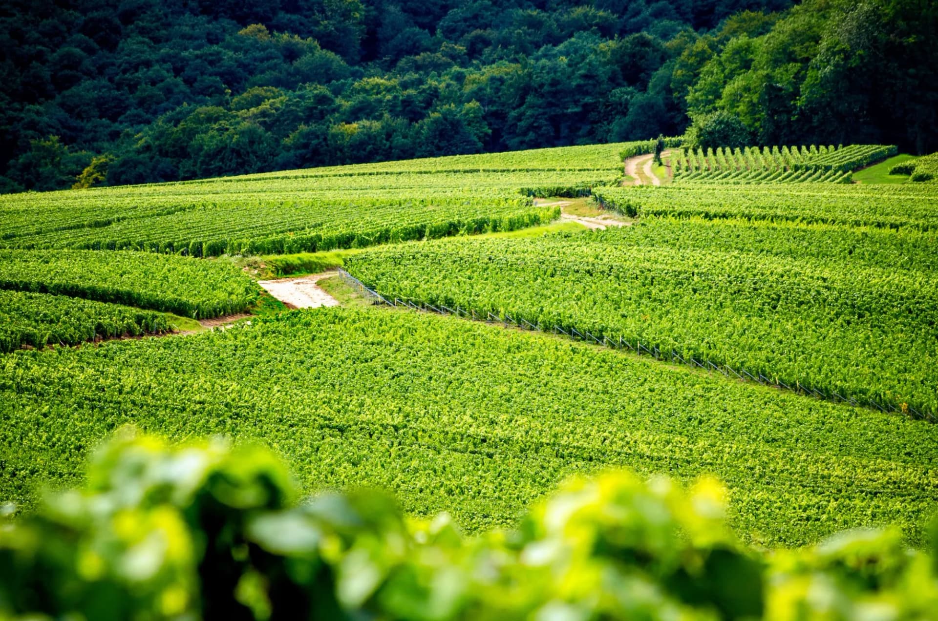Cycling road through lush green vineyards on the Montagne de Reims hillside.