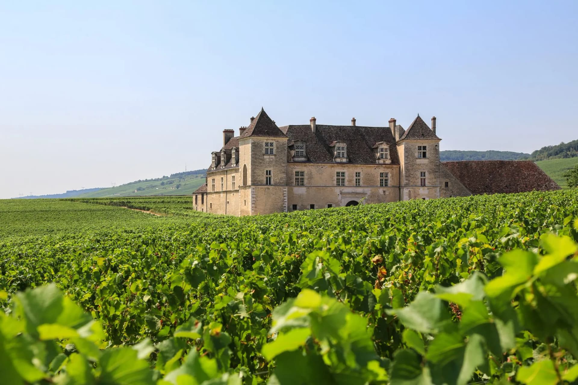 Stone chateau behind lush green vineyards under a clear blue sky