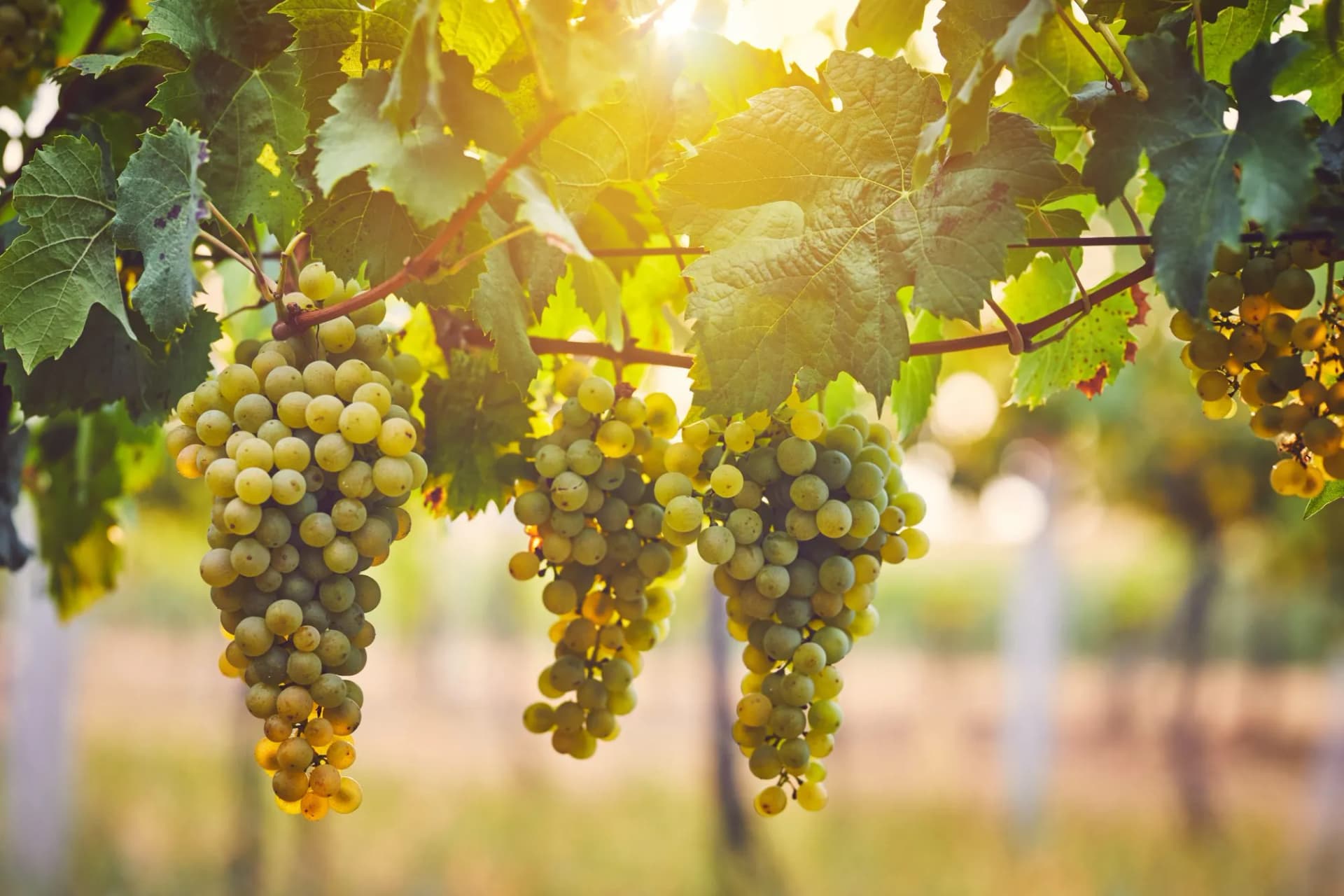 Bunches of green Chardonnay grapes hanging from vines with sunlit leaves in a vineyard.