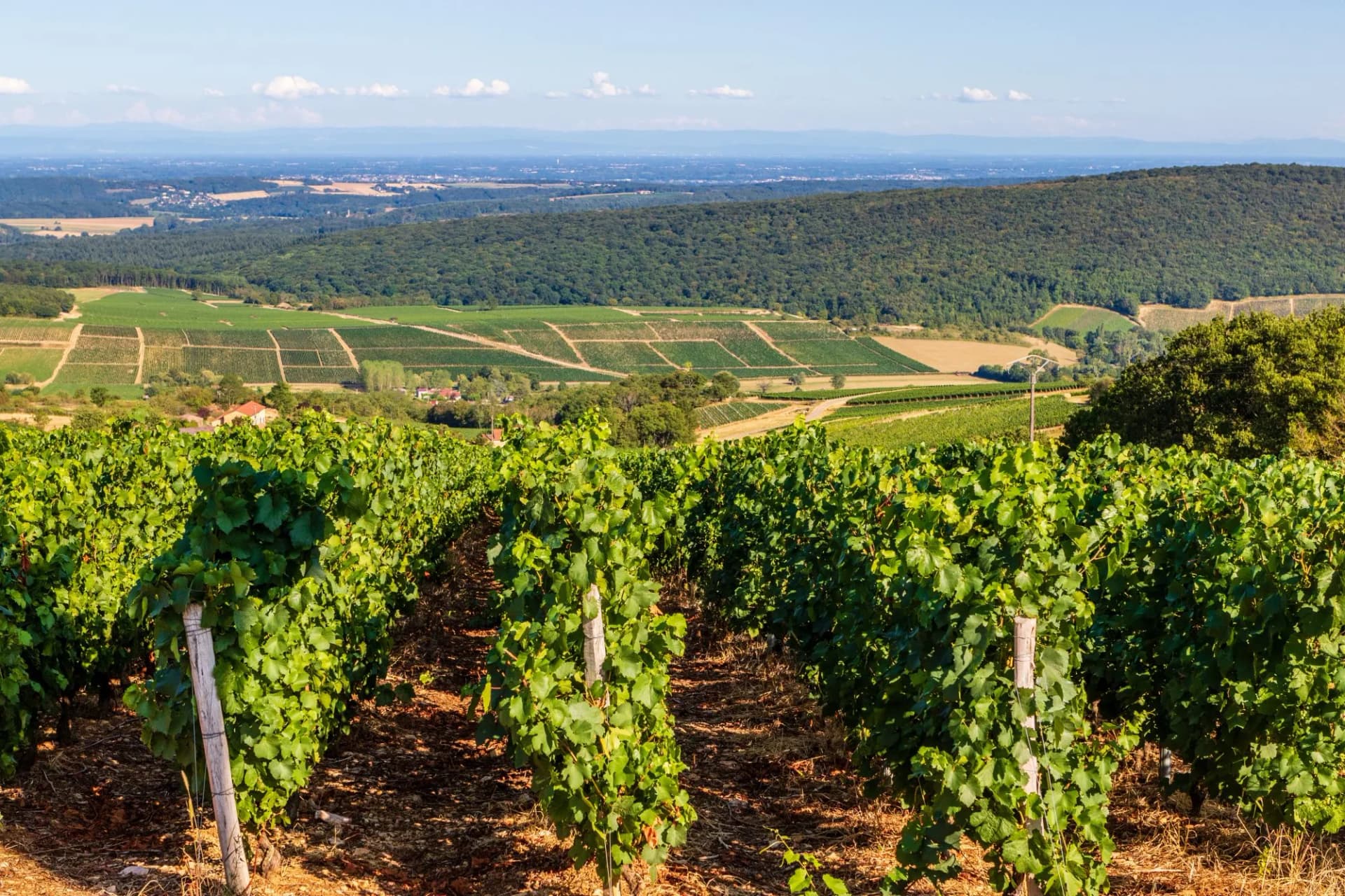 Rows of lush green grapevines in a sunny vineyard overlooking a forested valley and distant town.