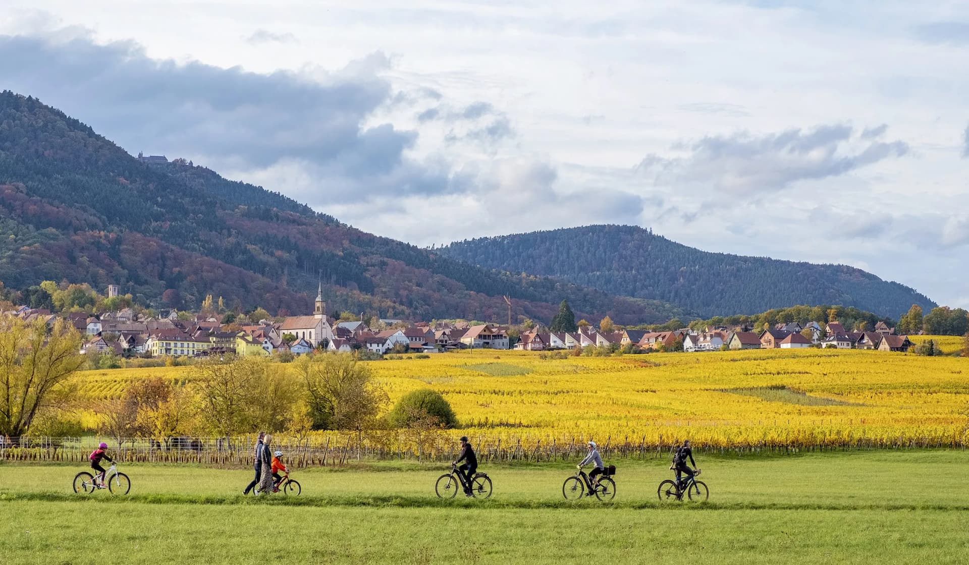 People cycling and walking past bright yellow autumn vineyards near a village in Alsace, France.