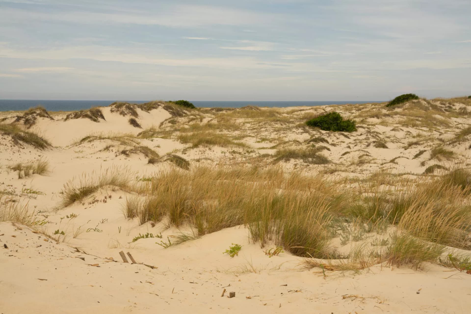 Sand dunes with tall grasses leading to the ocean under a cloudy sky at Sao Jacinto Natural Reserve.