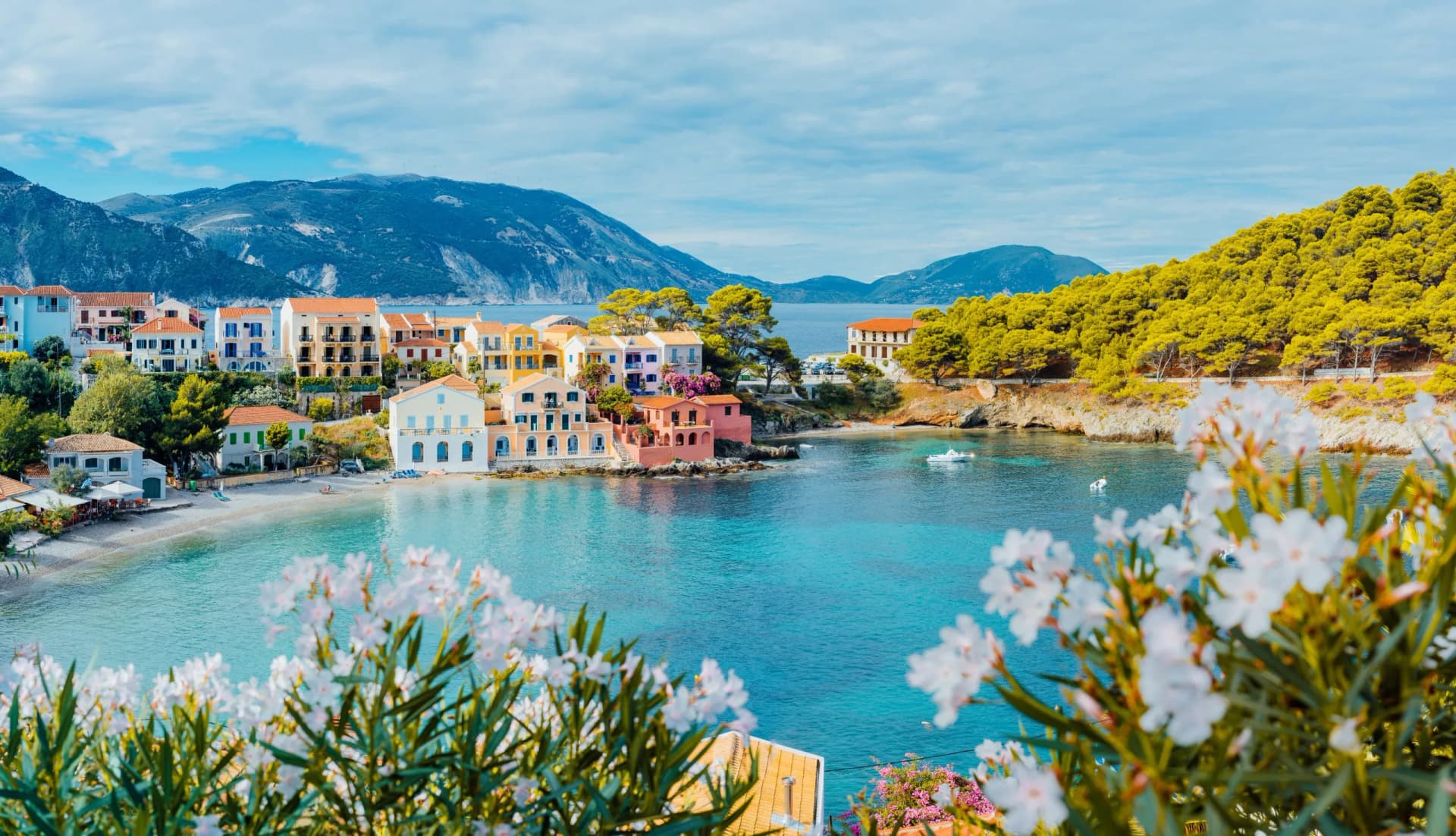 Panoramic view to Assos village in Kefalonia, Greece. Bright white blossom flower in foreground of turquoise colored calm bay of Mediterranean sea and beautiful colorful houses in background