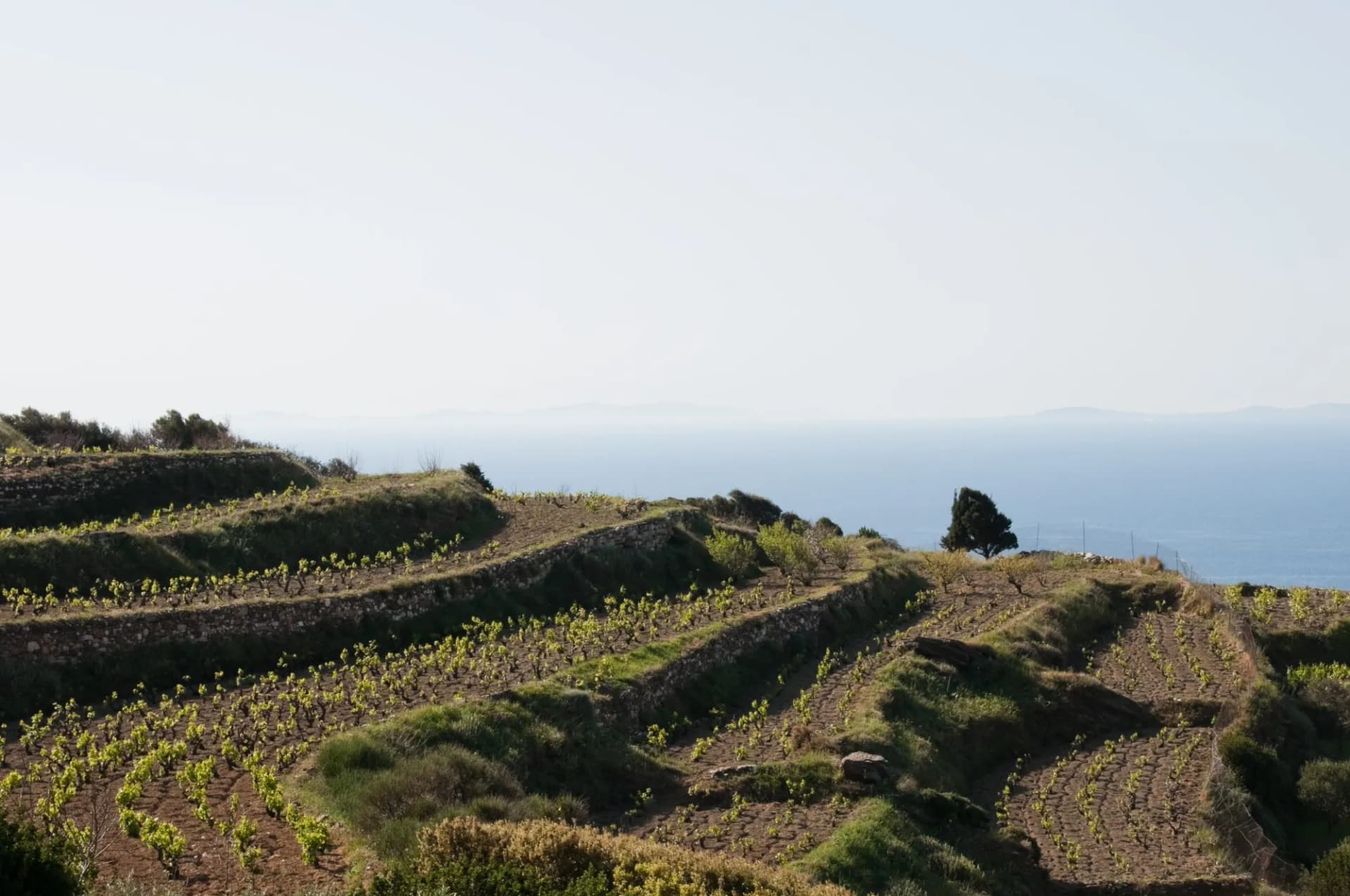 Vineyard at Naxos island