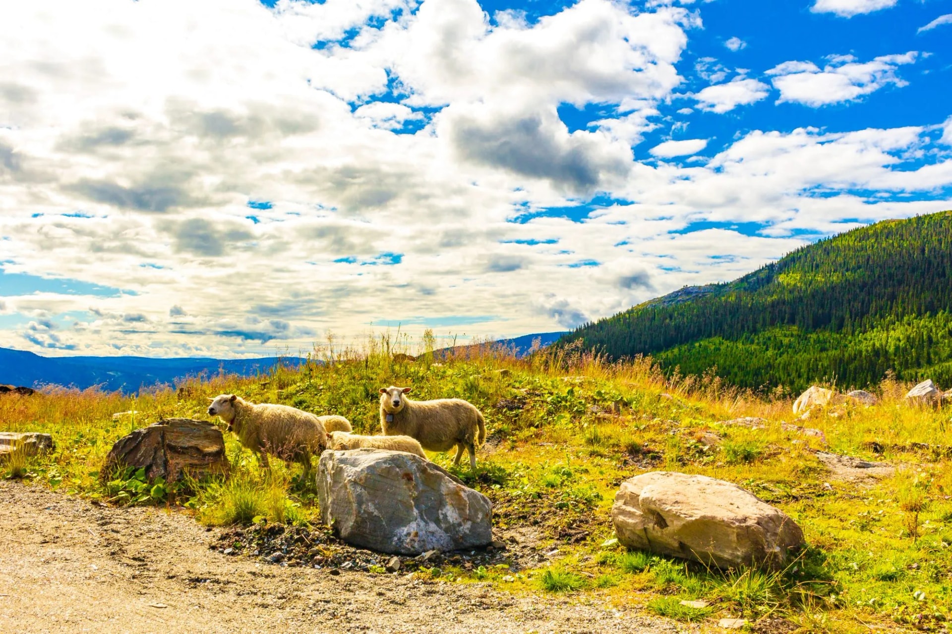 Kvitfjell sheep