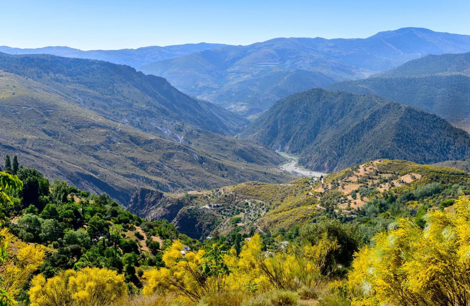 Mountain valley view in the Alpujarras, Granada, Andalusia, Spain, with yellow flowering shrubs.
