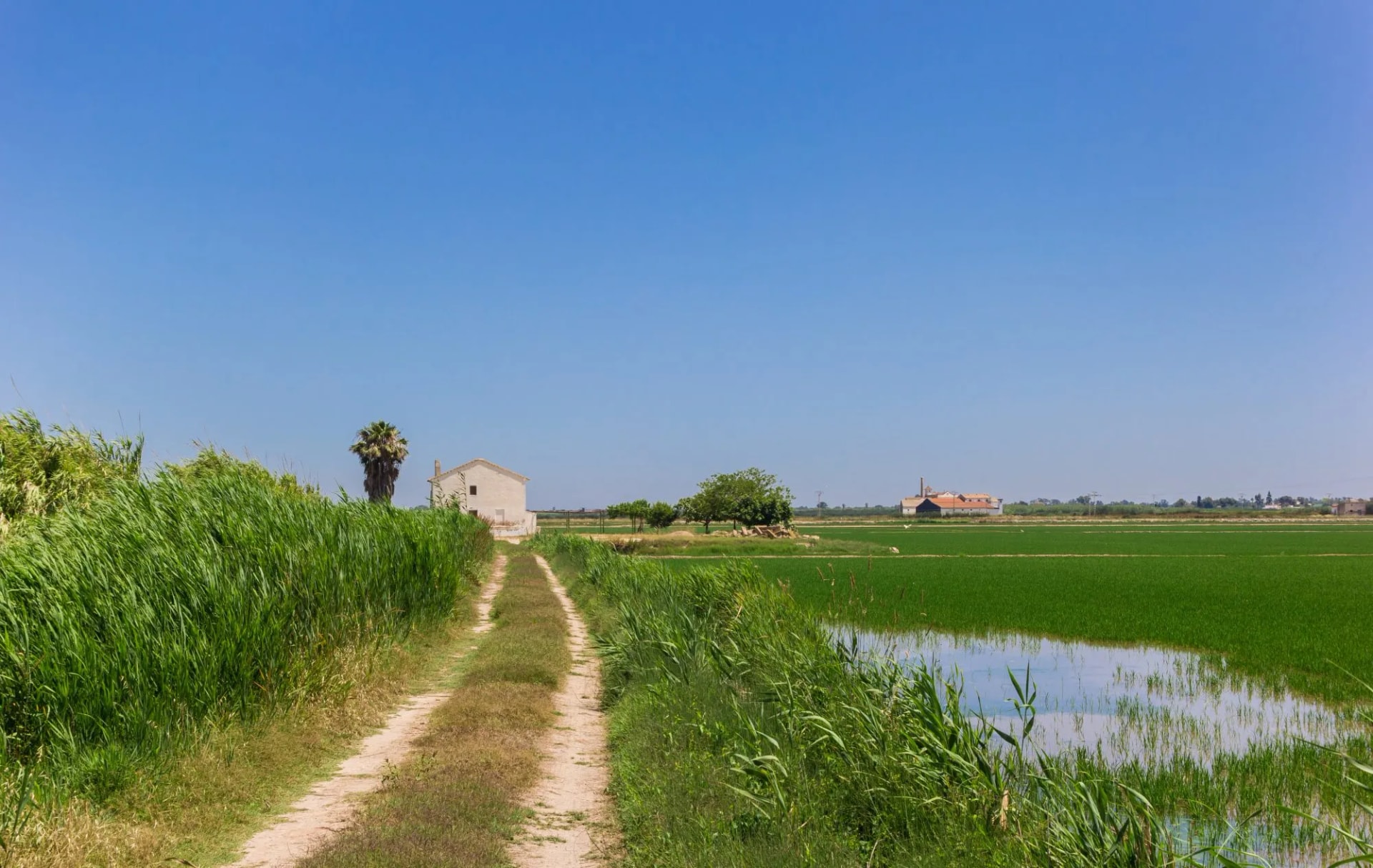 Dirt road rice fields of La Albufera