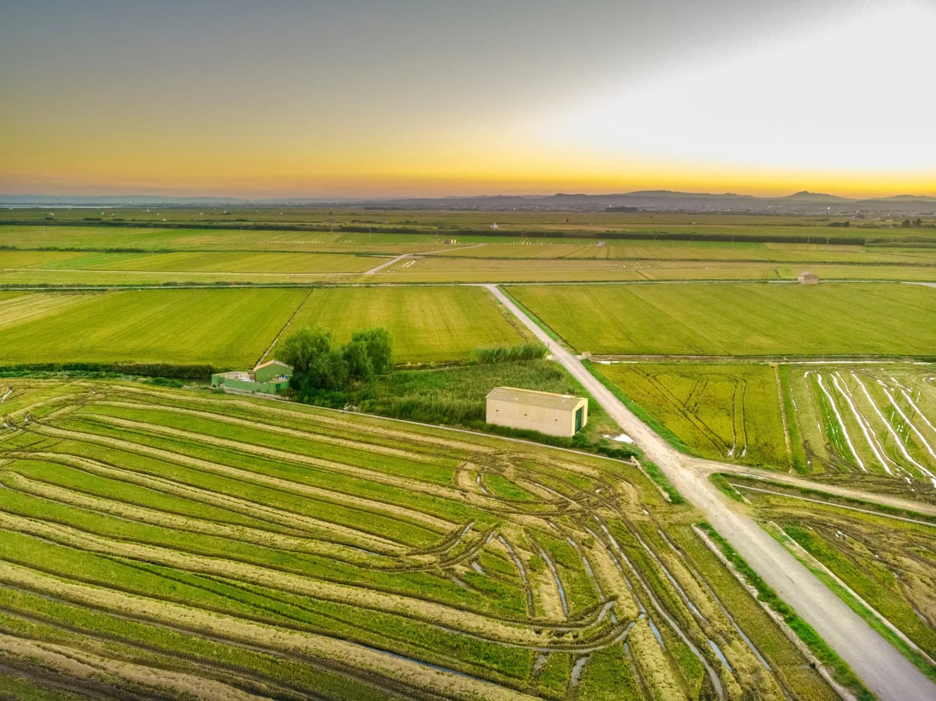 rice fields albufera