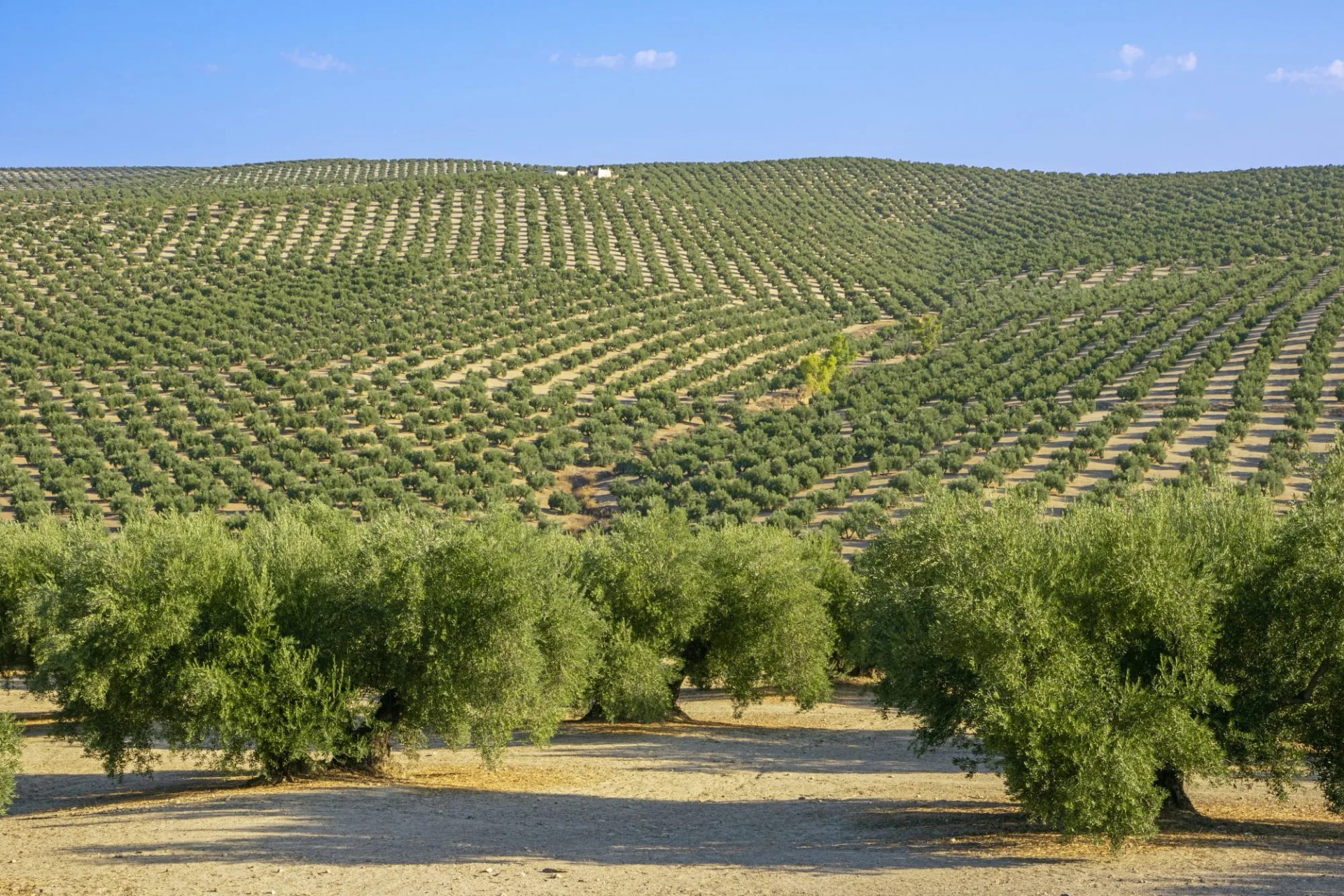 Olive grove on a hill near the Guadalquivir River under a clear blue sky.