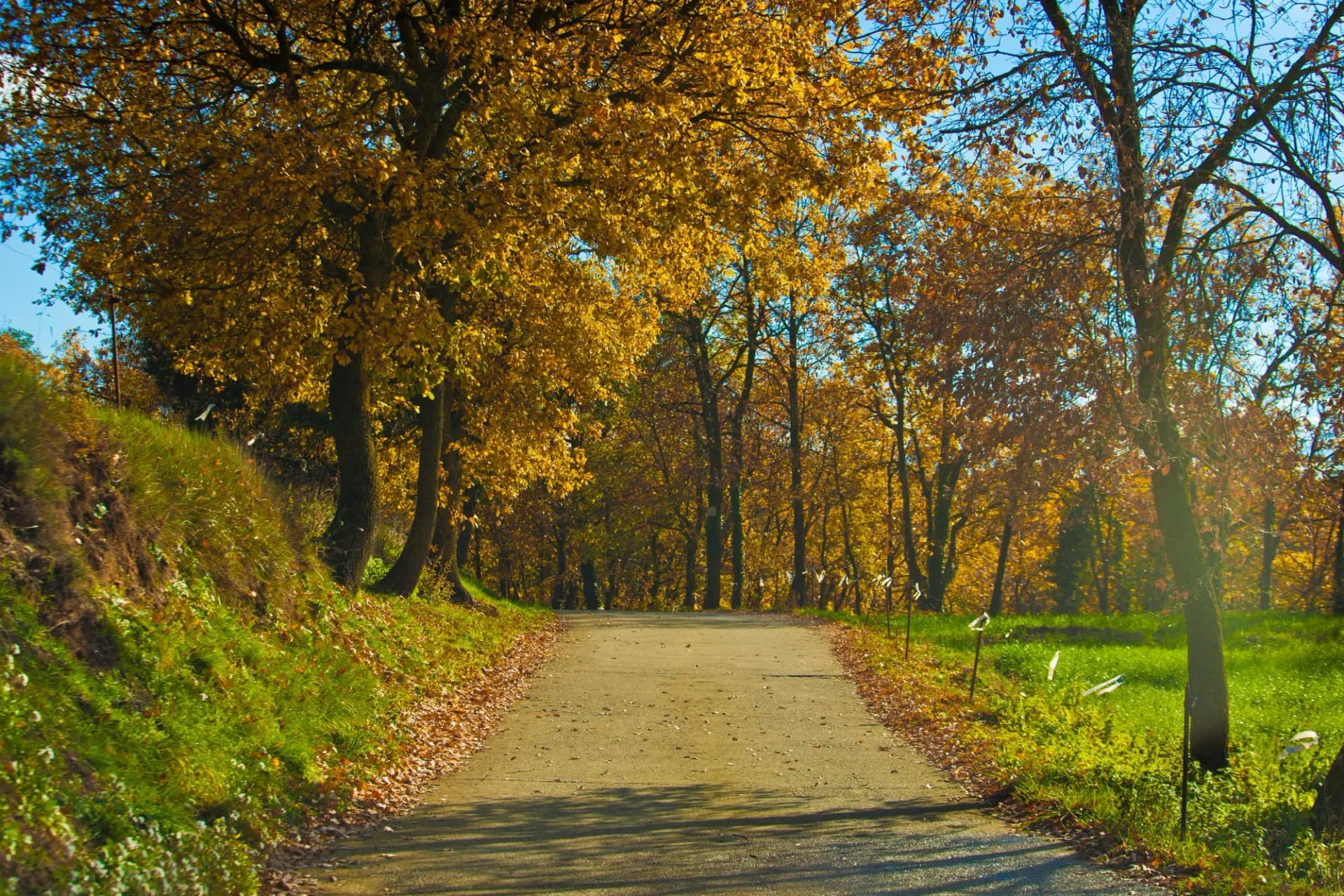 Road between Osona and llucanes.