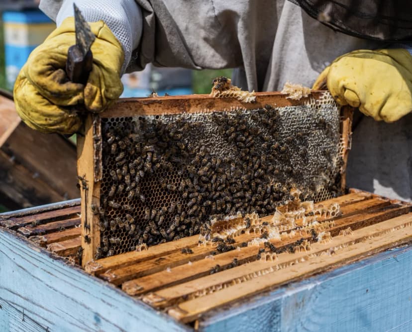 Beekeeper in gloves holding a frame full of bees and honeycomb from a wooden hive.