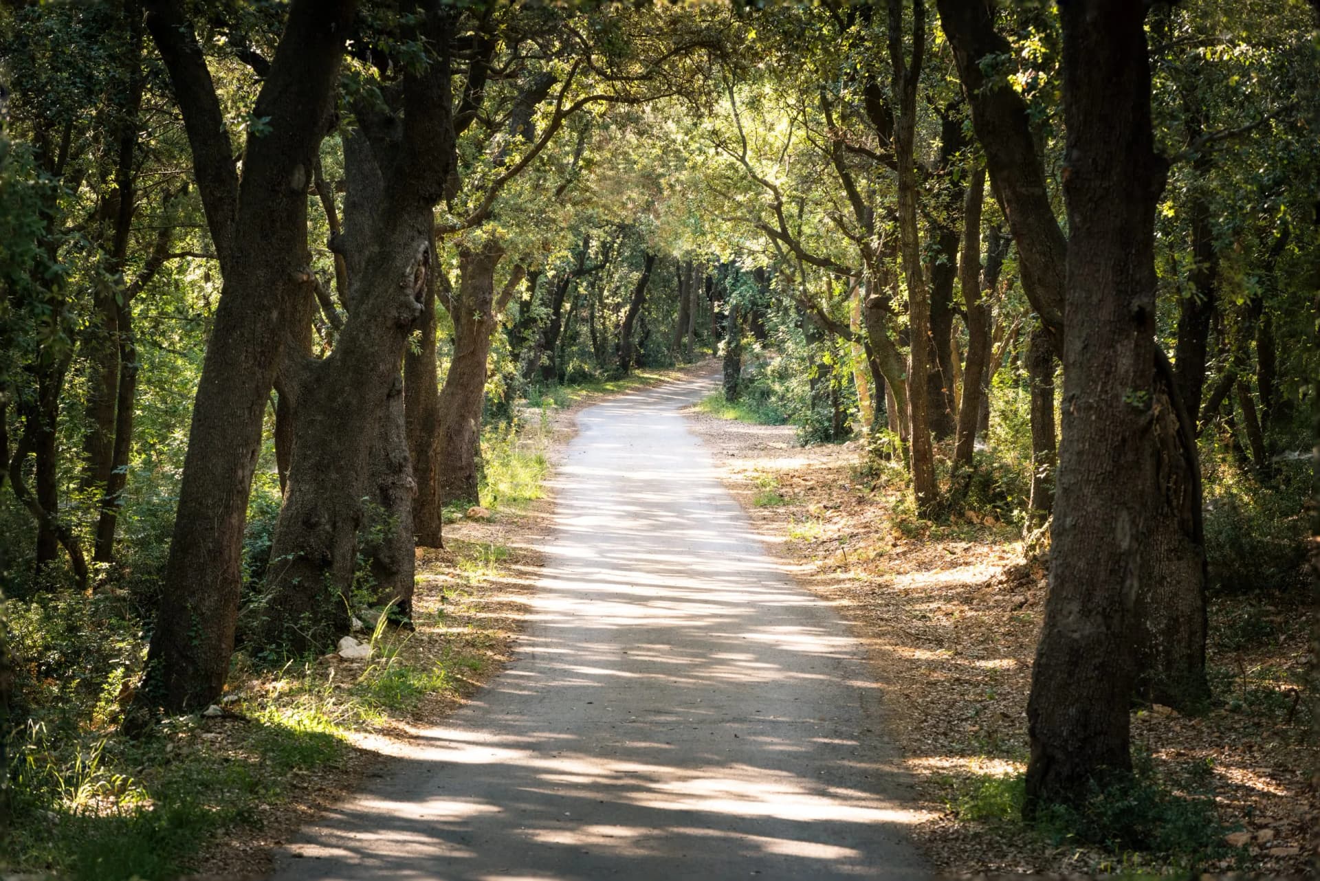 Old oak tree forest on peninsula Kalifront on Island of Rab Croatia
