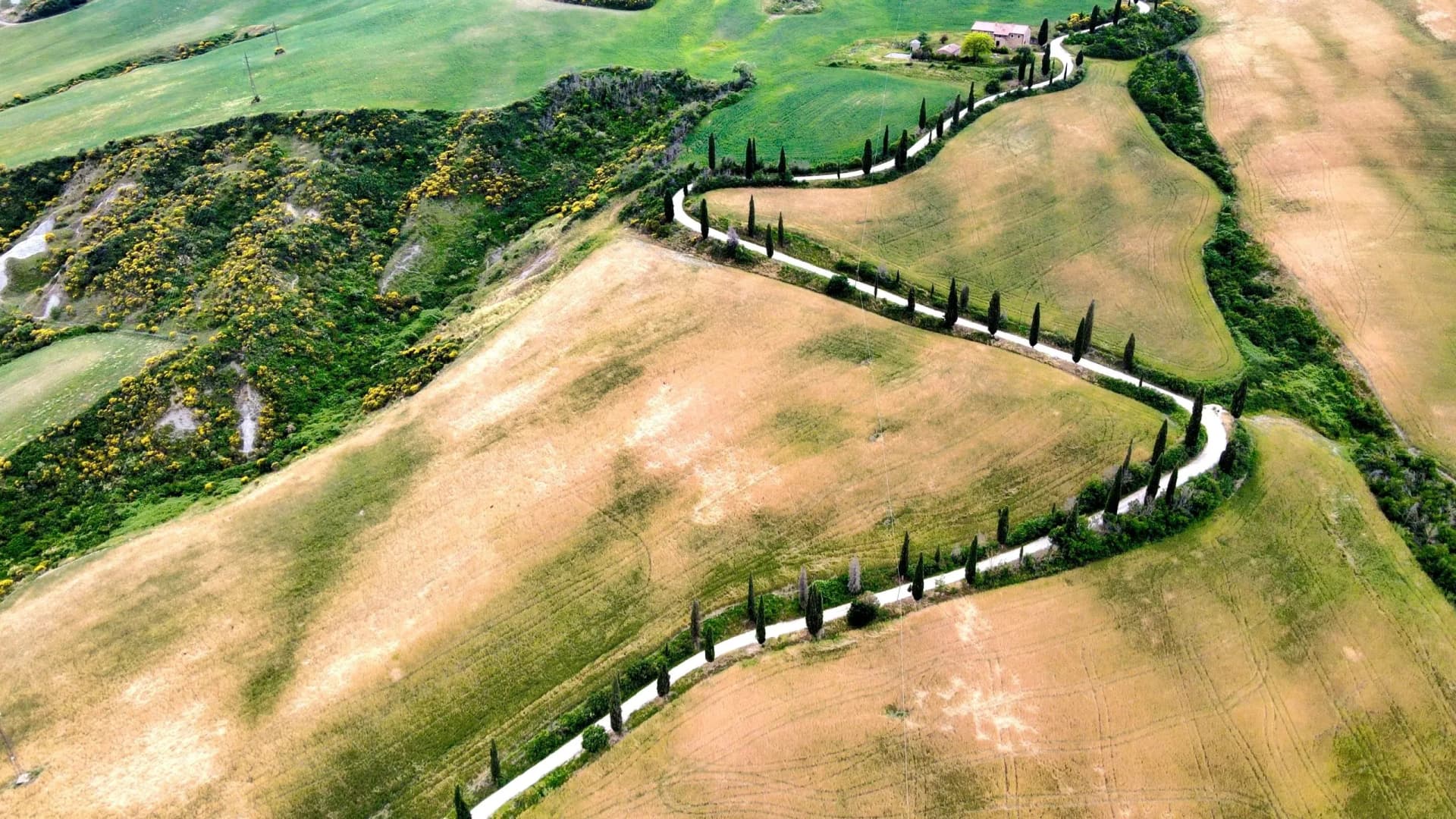 Winding white road lined with cypress trees through rolling Tuscan fields, aerial view.
