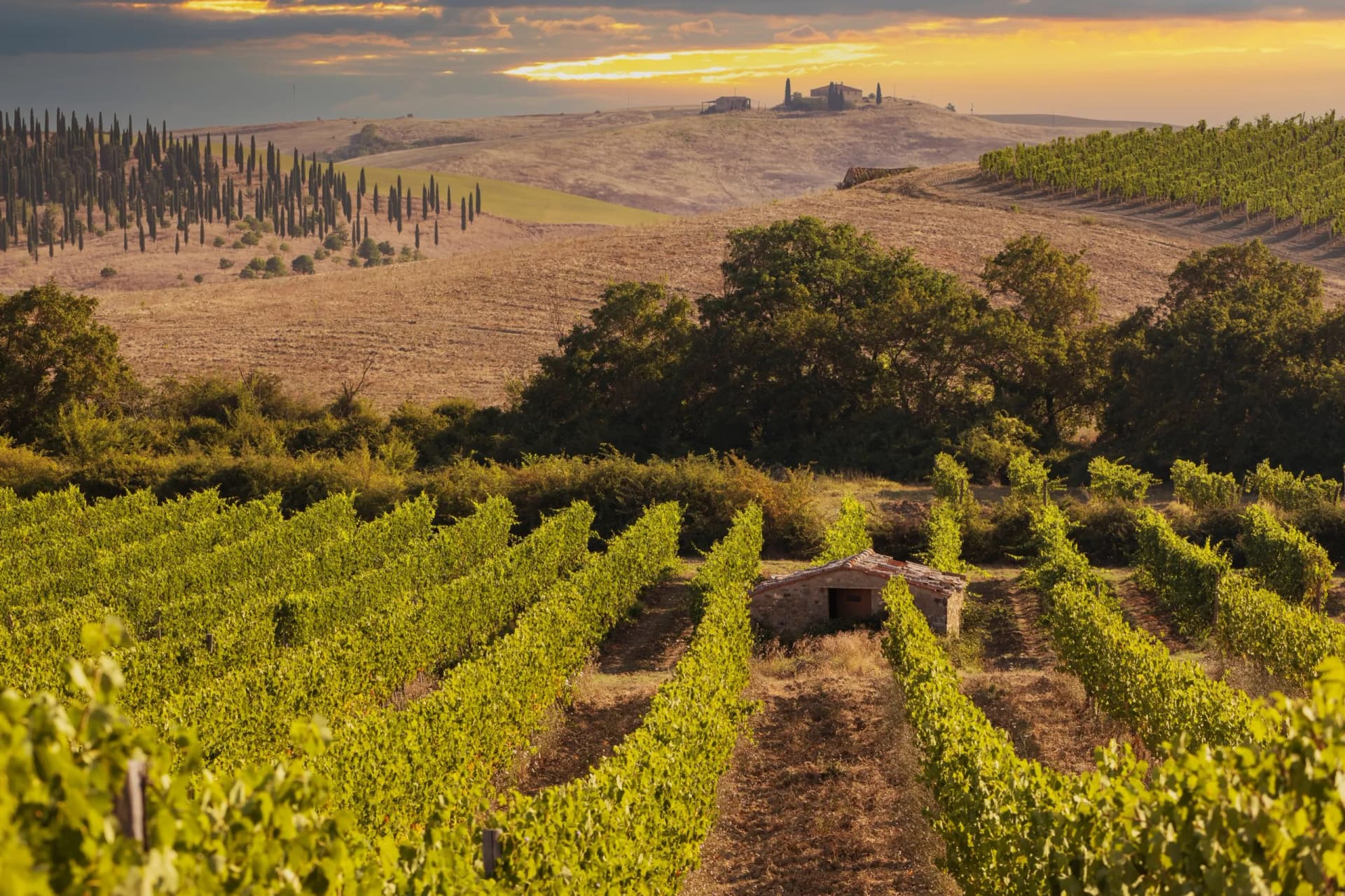 Vineyard rows with small stone hut, cypress trees, and rolling hills at sunset