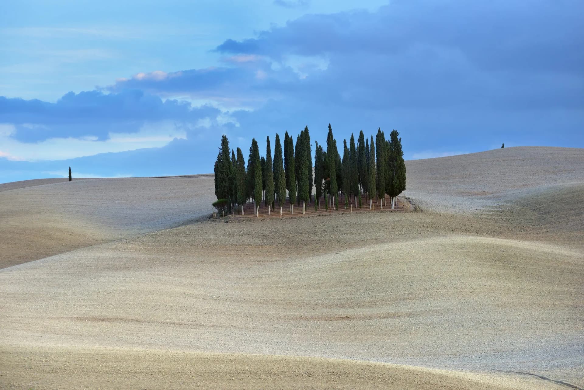 Cypress trees on rolling, cultivated fields under a blue, cloudy sky in Crete Senesi.