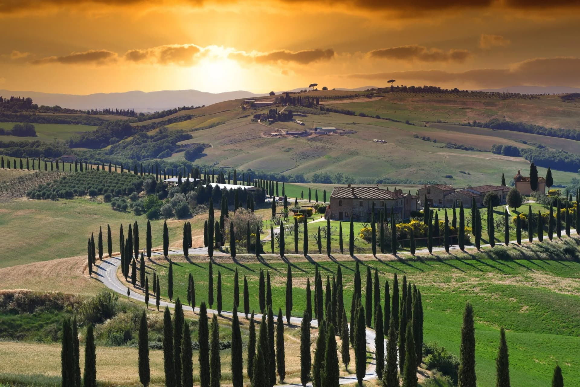 Winding road lined with cypress trees through rolling green hills at sunset in Tuscany